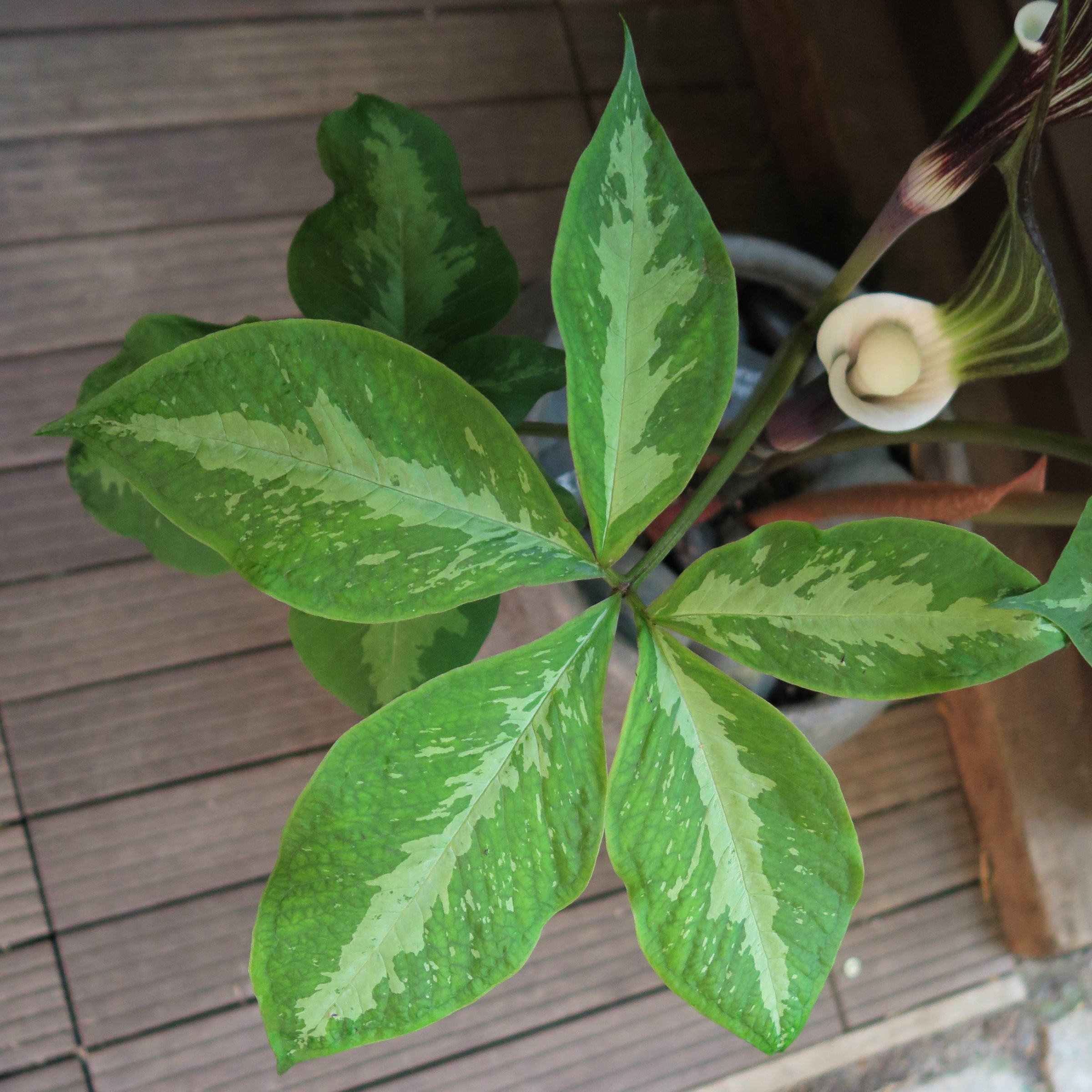 arisaema_sikokianum3md