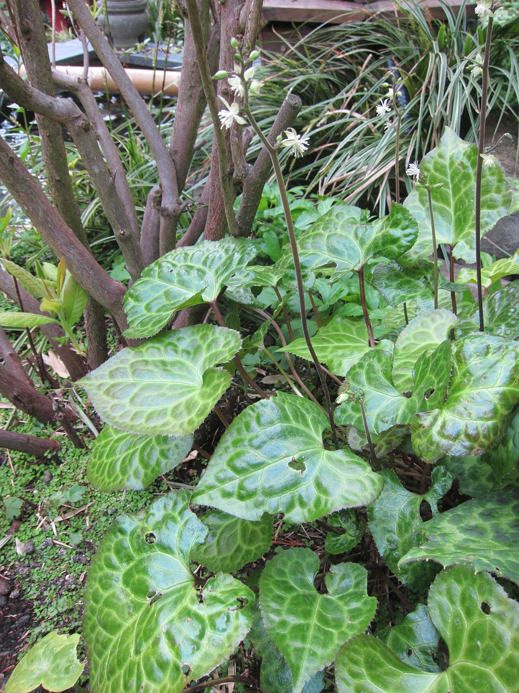 beesia_calthifolia1bd