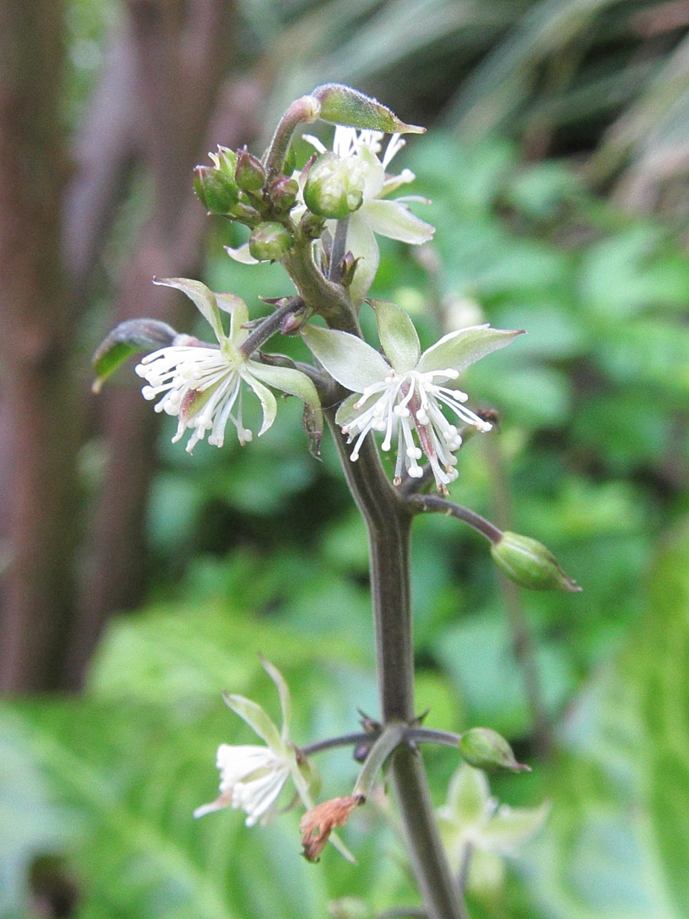 beesia_calthifolia2bd