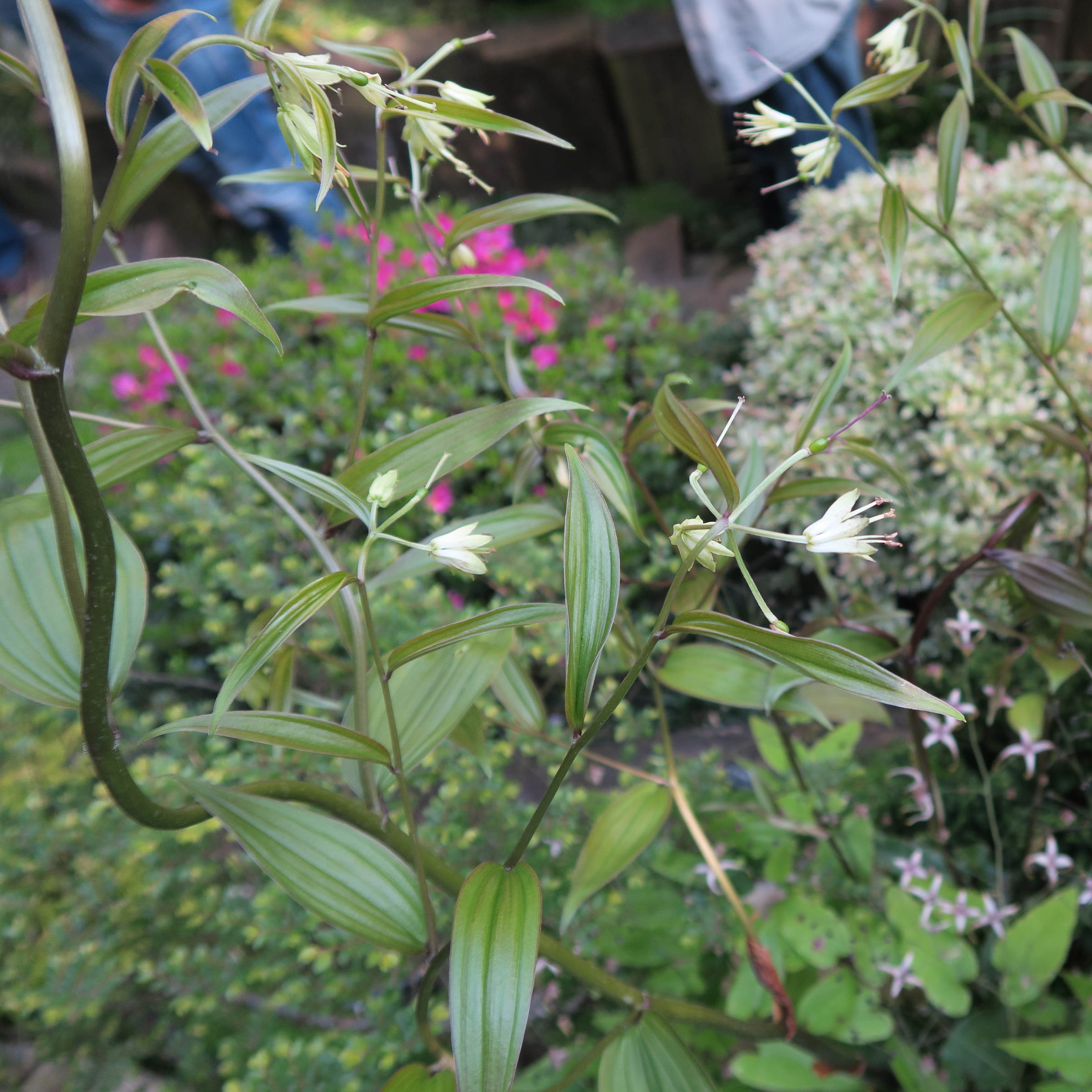 disporum_bodinieri1md