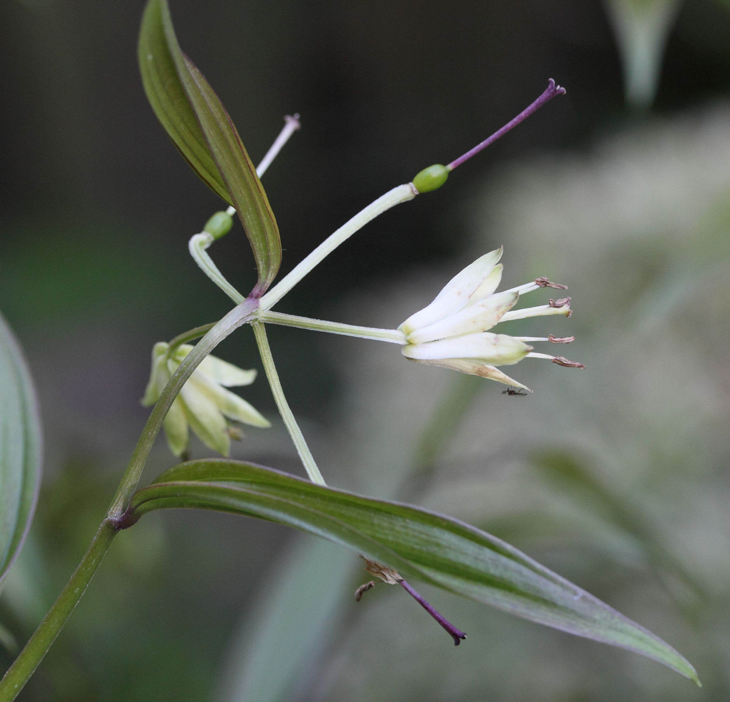 disporum_bodinieri2md