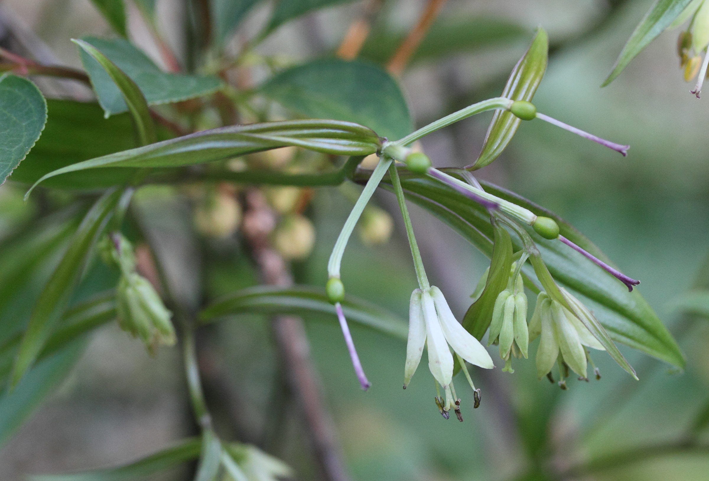 disporum_bodinieri3md