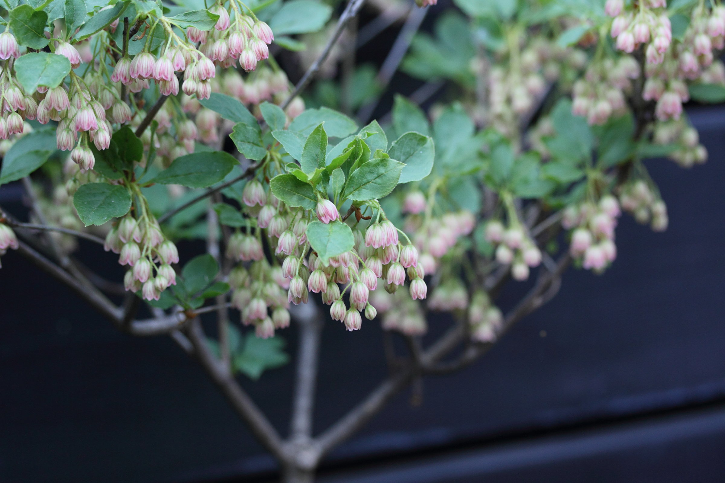 Afficher le média enkianthus_campanulatus2md enkianthus_campanulatus2md