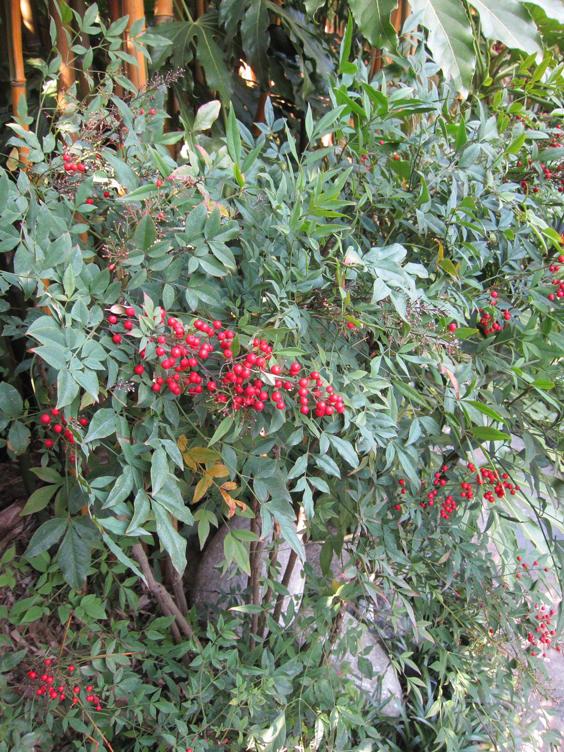 Afficher le média nandina_domestica1bd nandina_domestica1bd