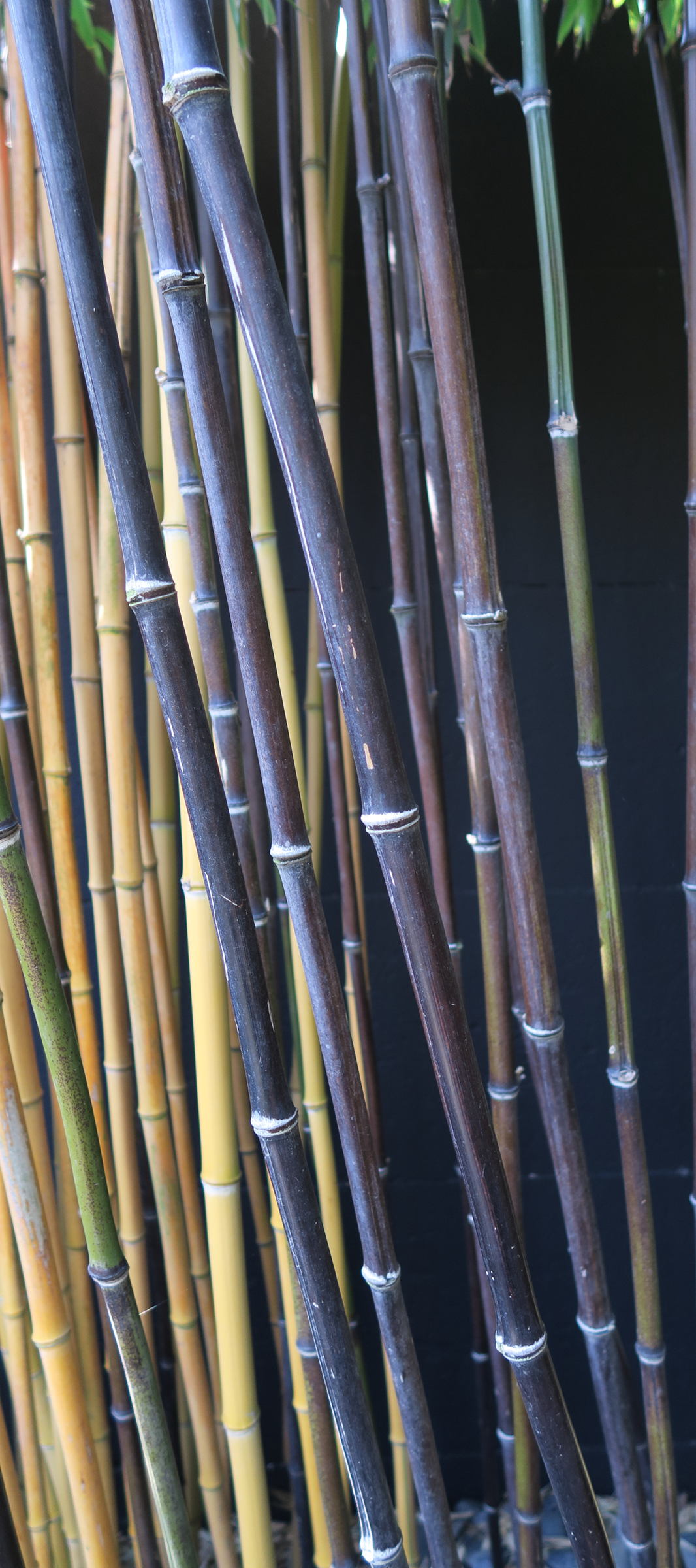 phyllostachys_nigra1md