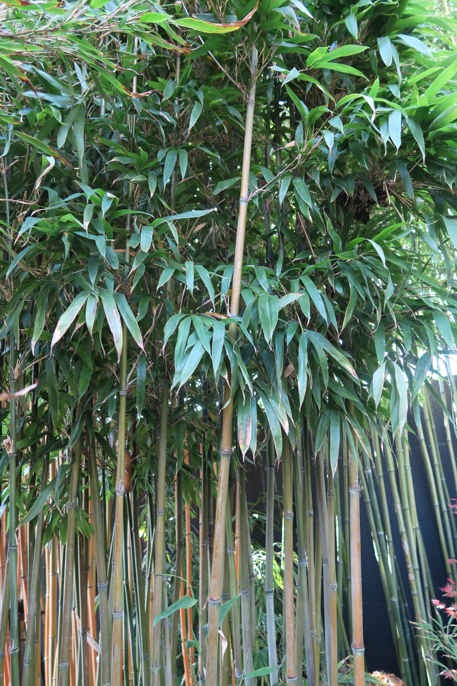 semiarundinaria_fastuosa1md