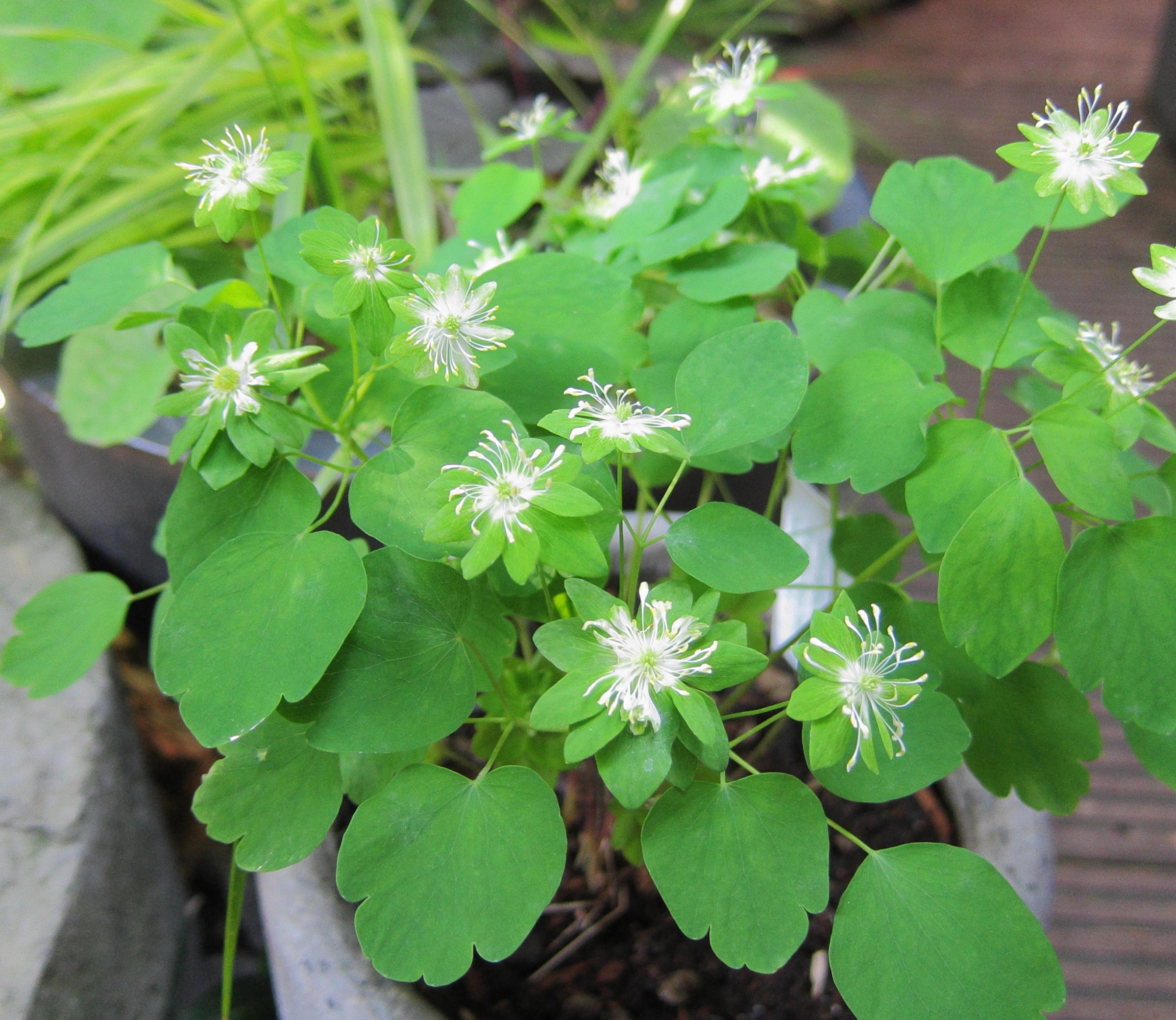 Afficher le média thalictrum_thalictroides1bd thalictrum_thalictroides1bd