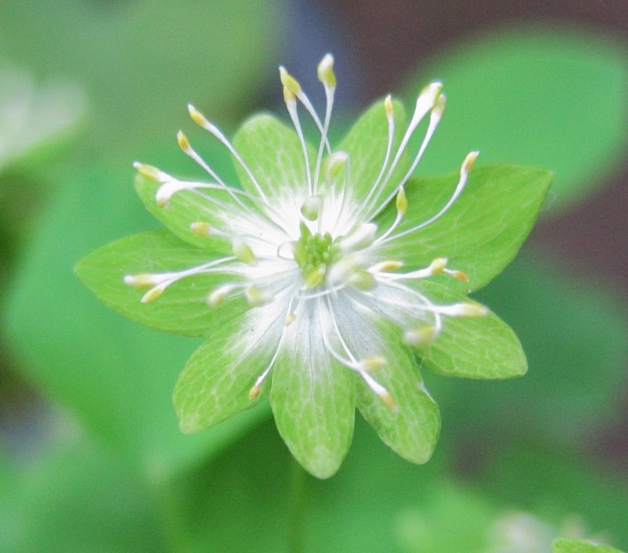 Afficher le média thalictrum_thalictroides2bd thalictrum_thalictroides2bd