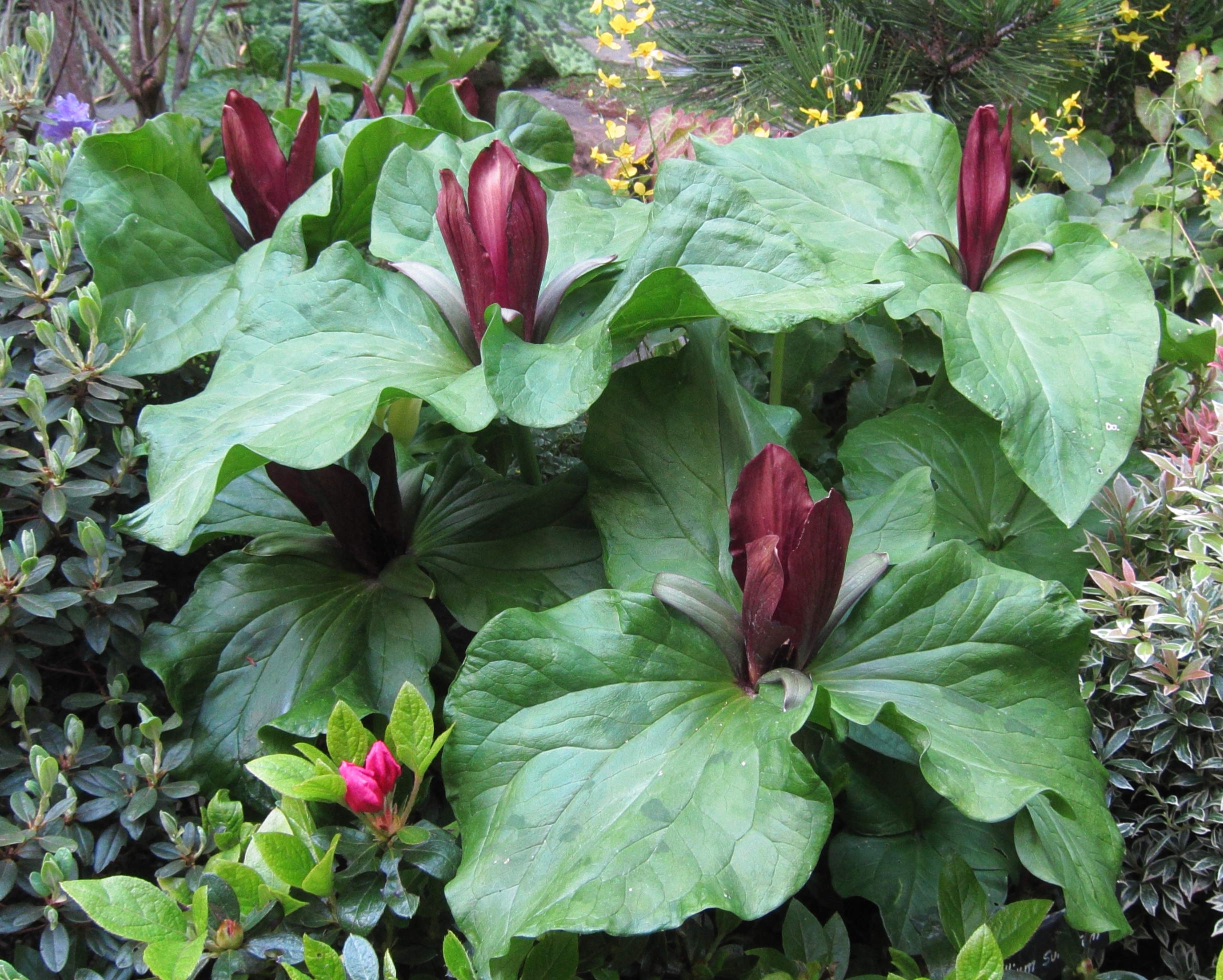 Afficher le média trillium_sulcatum1bd trillium_sulcatum1bd