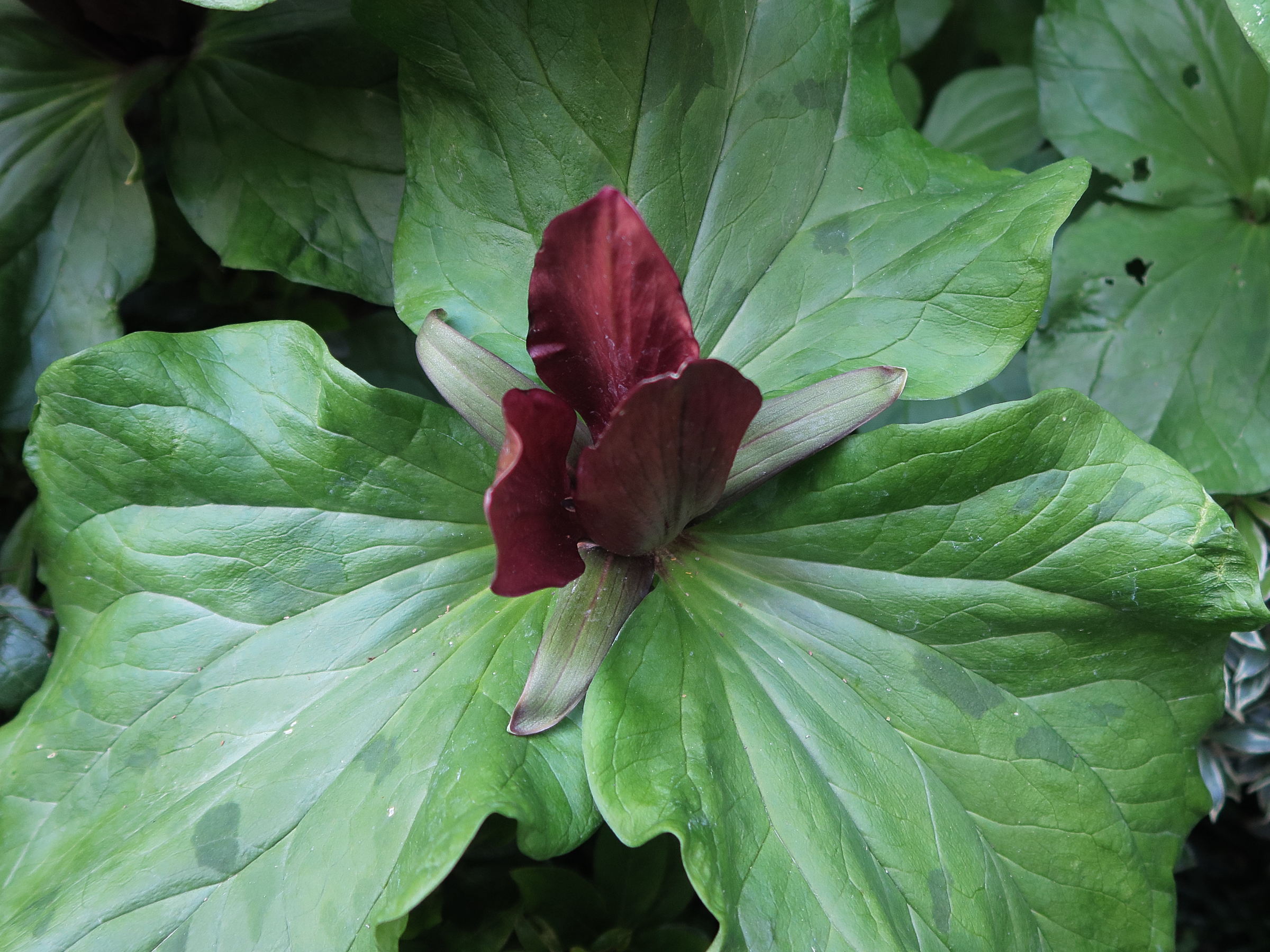 Afficher le média trillium_sulcatum2md trillium_sulcatum2md