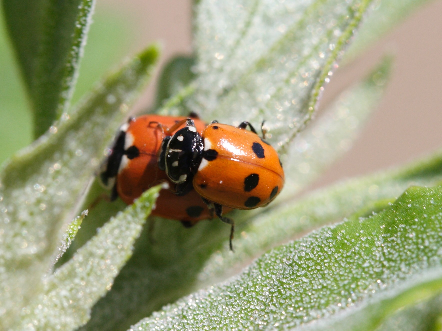 Afficher le média hippodamia_variegata4md hippodamia_variegata4md
