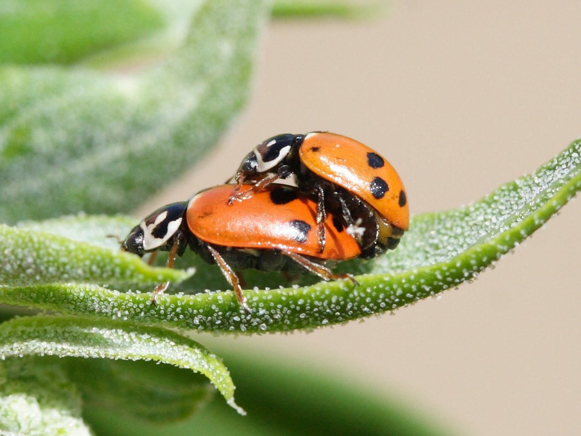 Afficher le média hippodamia_variegata6md hippodamia_variegata6md