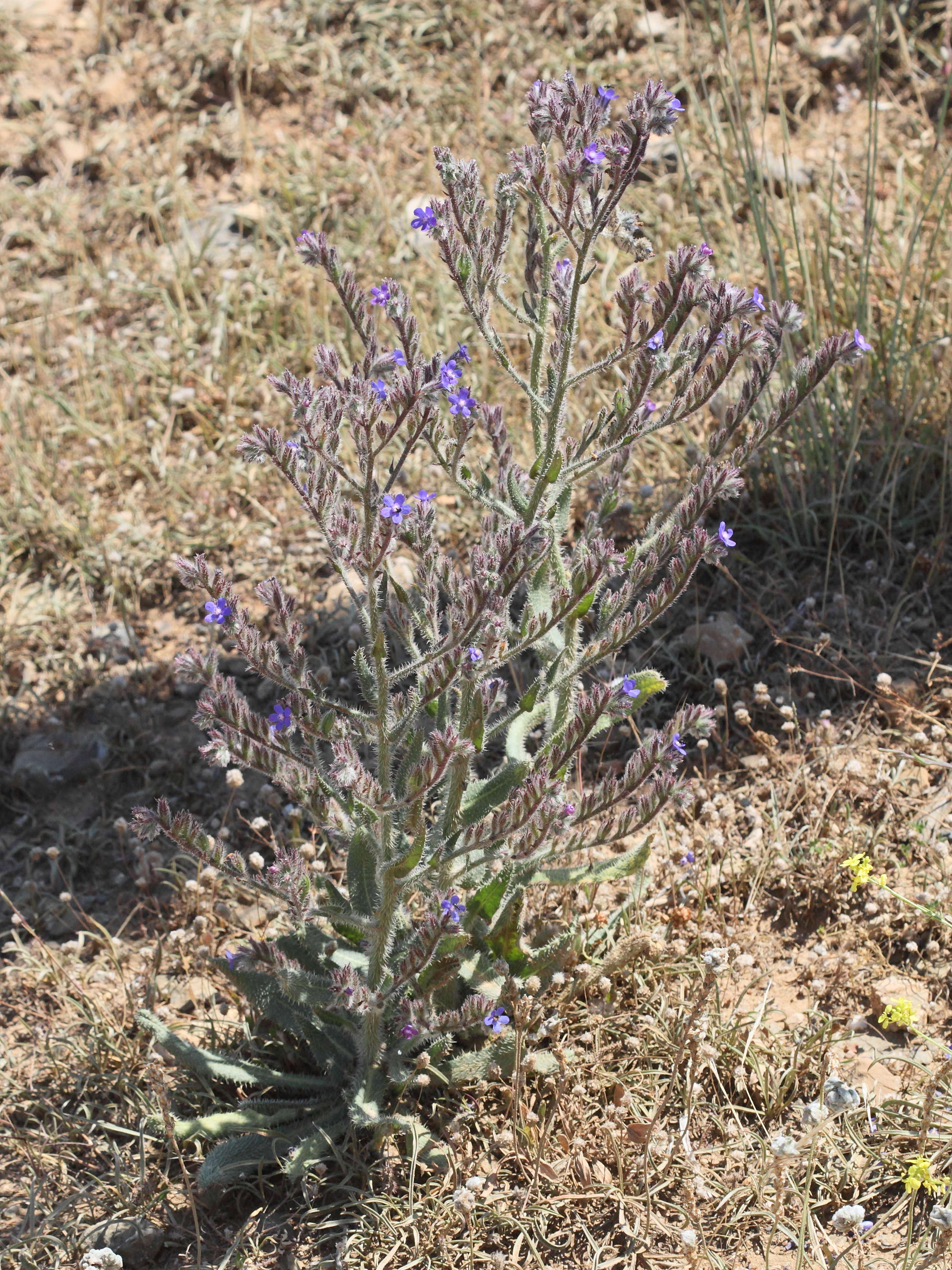 Afficher le média anchusa_italica1bd anchusa_italica1bd