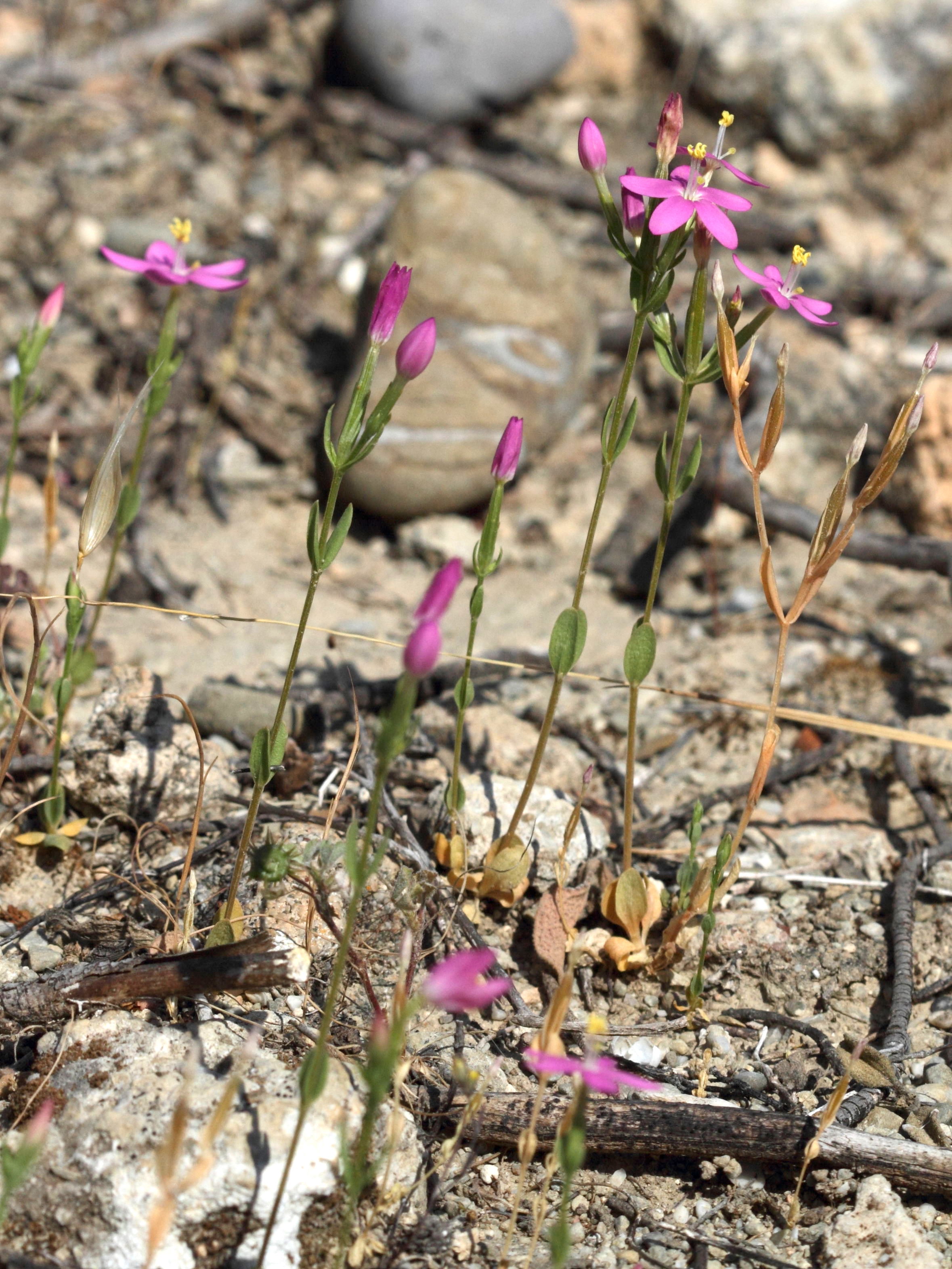 centaurium_erythraea_rhodense1bd
