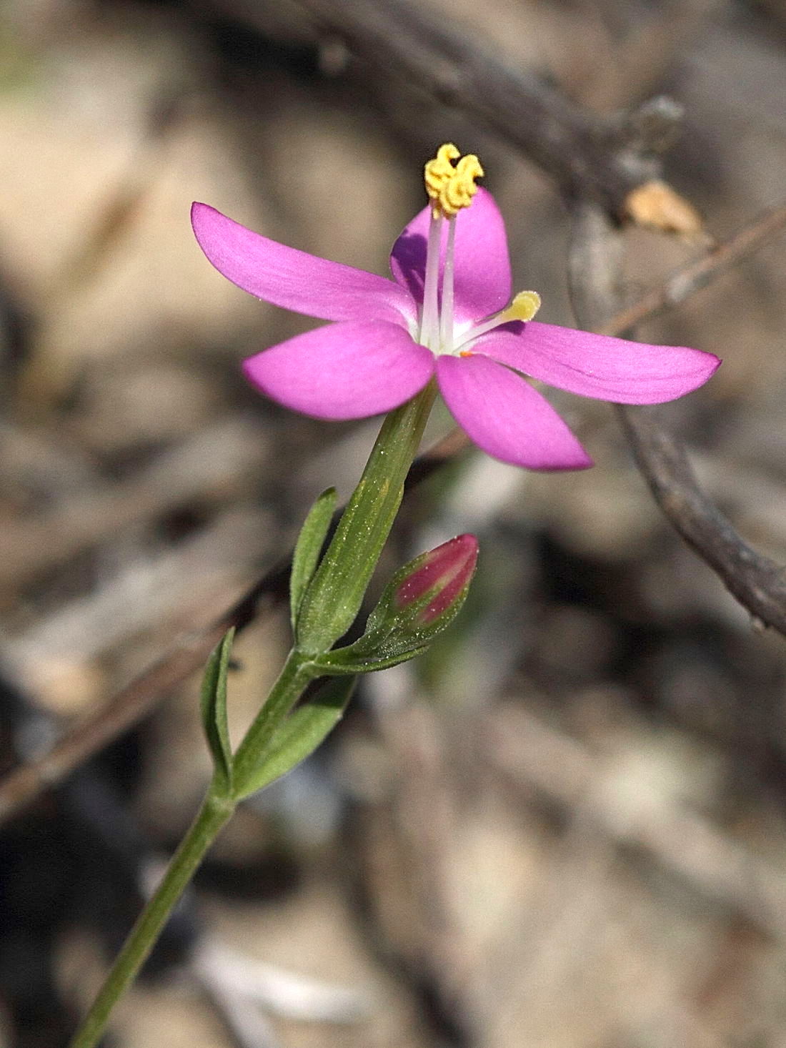centaurium_erythraea_rhodense2bd
