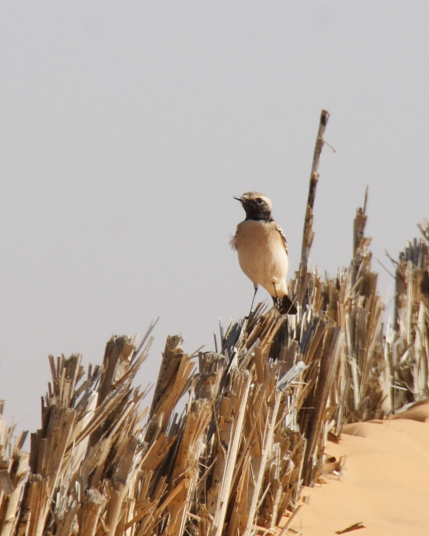 traquet_oreillard_-_oenanthe_hispanica1bd