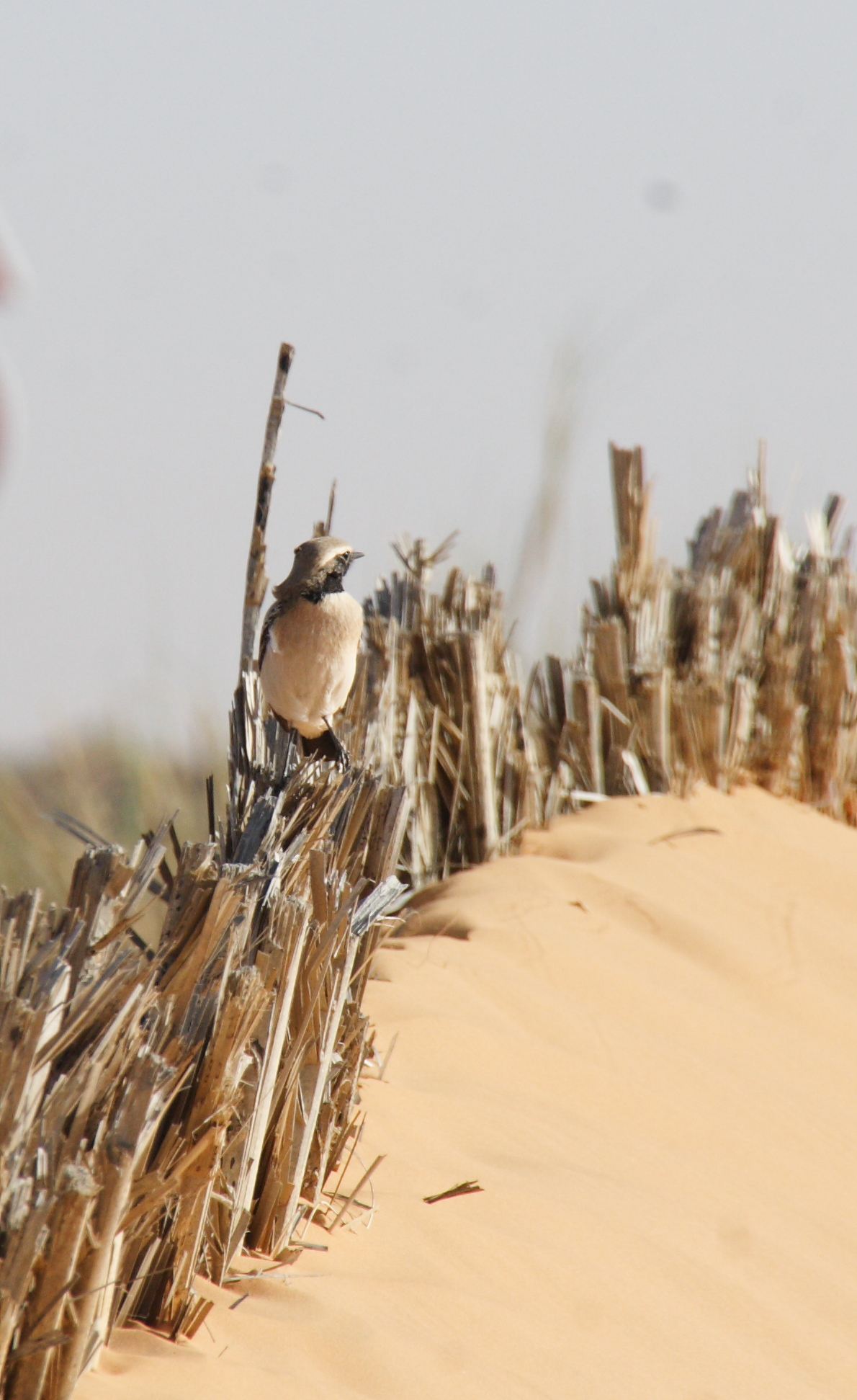 traquet_oreillard_-_oenanthe_hispanica2bd