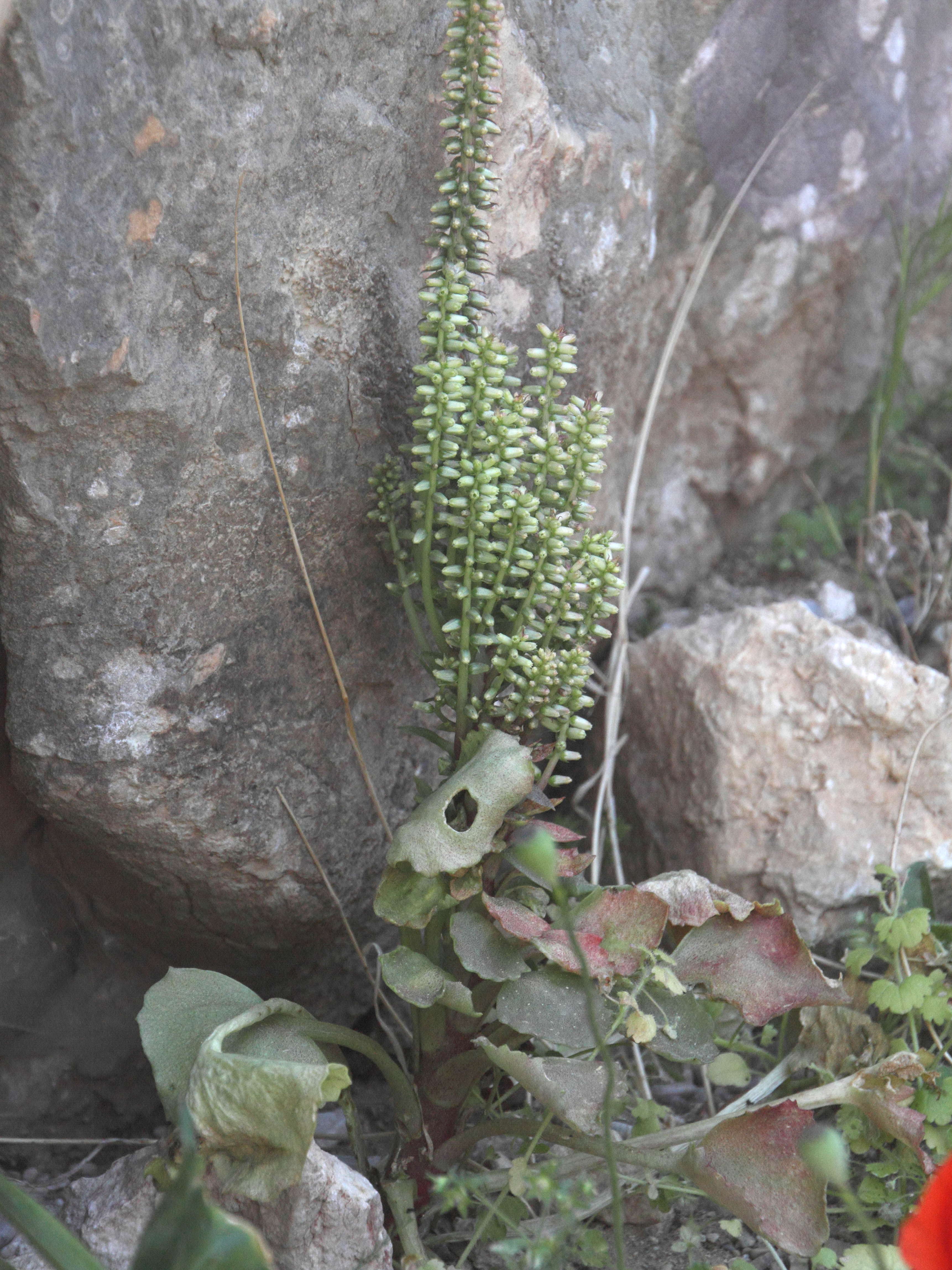 umbilicus_horizontalis1bd