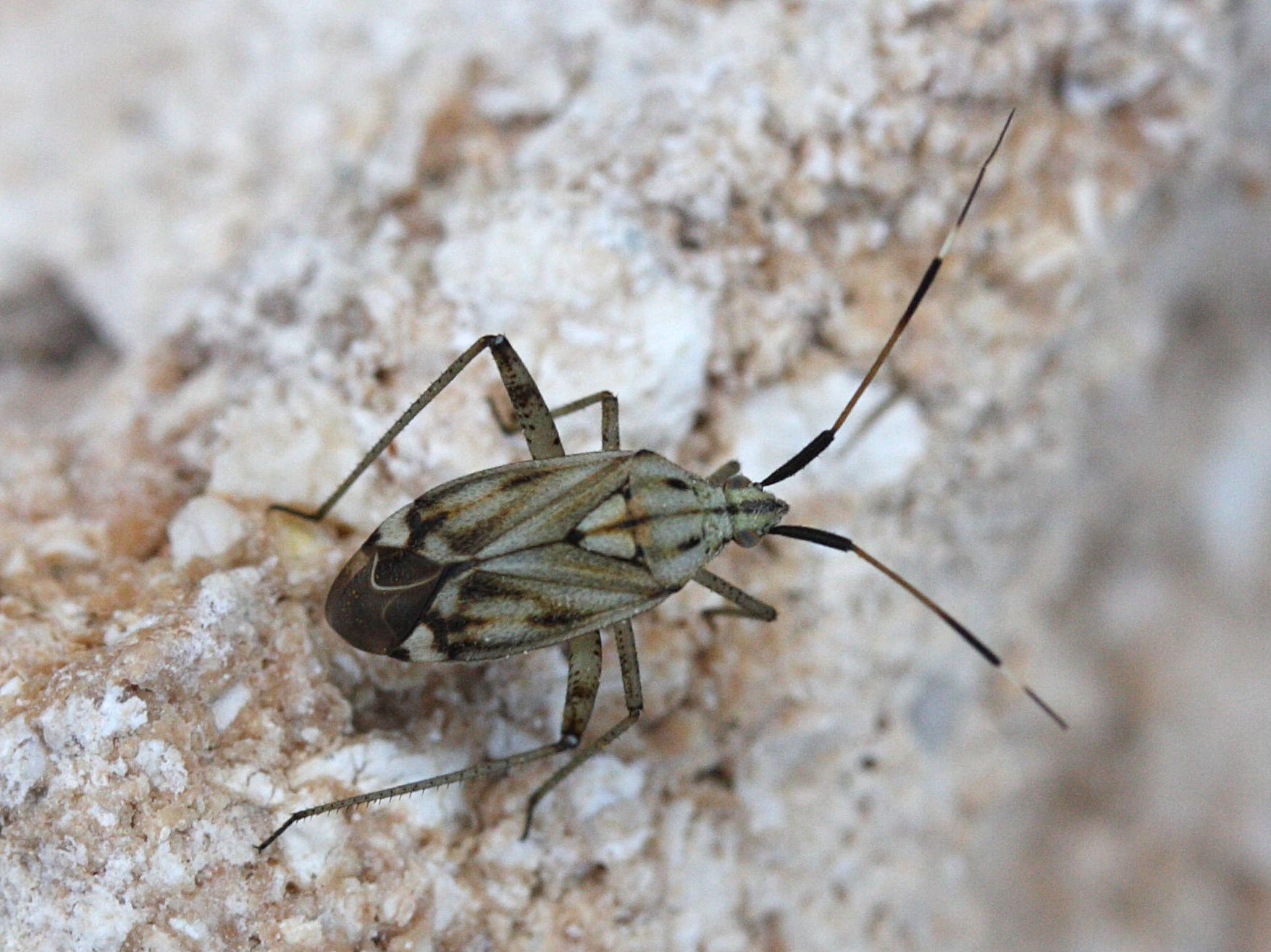 closterotomus_histrio_histrio1md