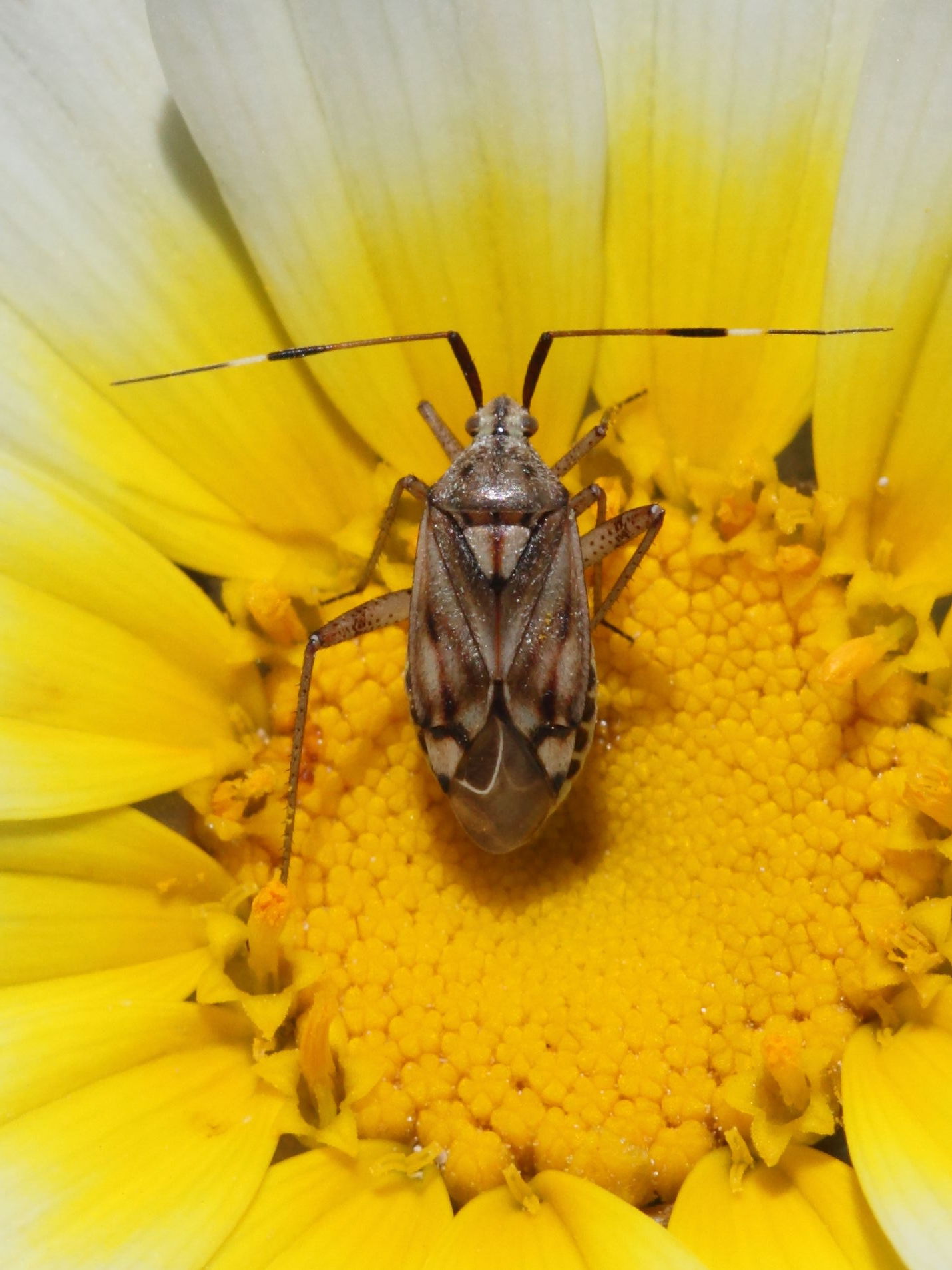 closterotomus_histrio_histrio2bd