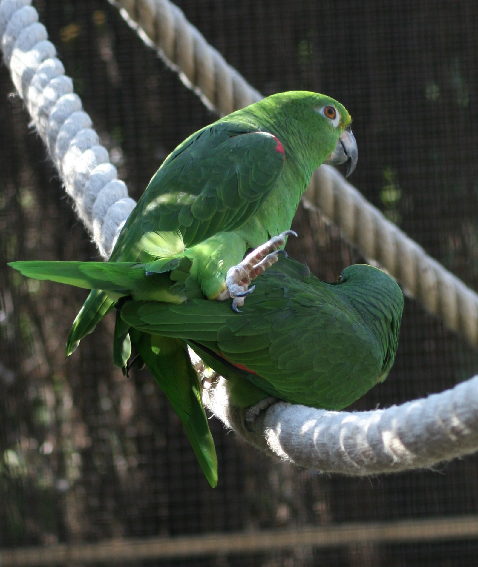 amazone_a_front_jaune_-_amazona_ochrocephala1md