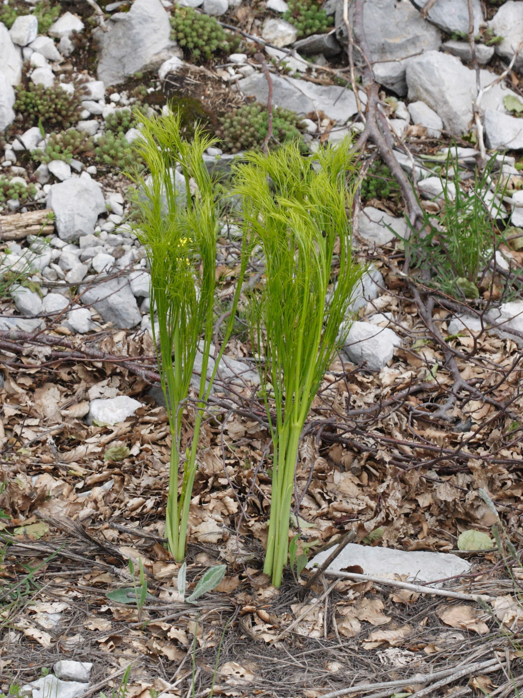 ferula_communis4md
