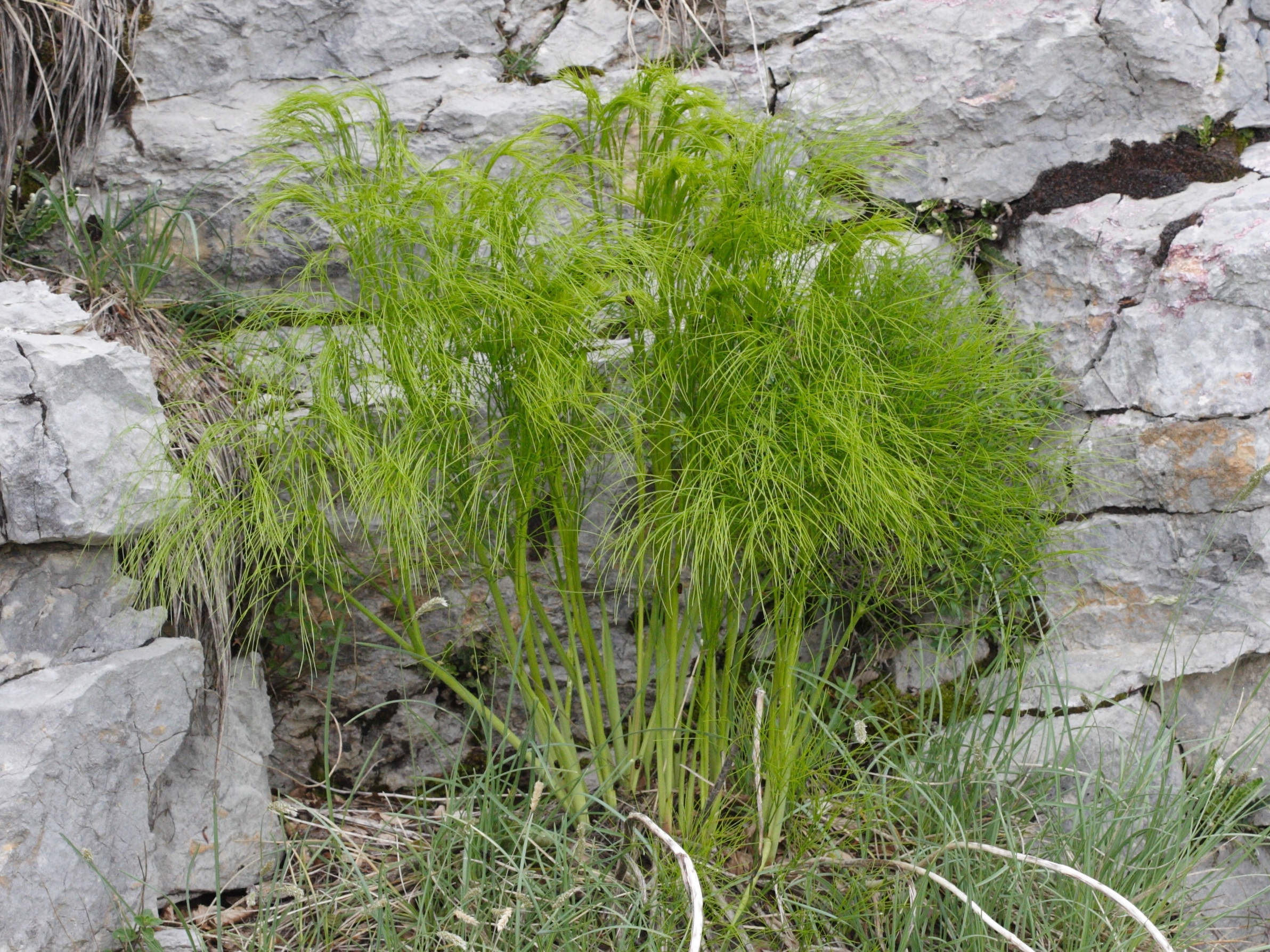 ferula_communis5md