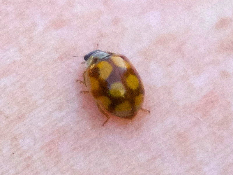 Afficher le média adalia_decempunctata6bd adalia_decempunctata6bd