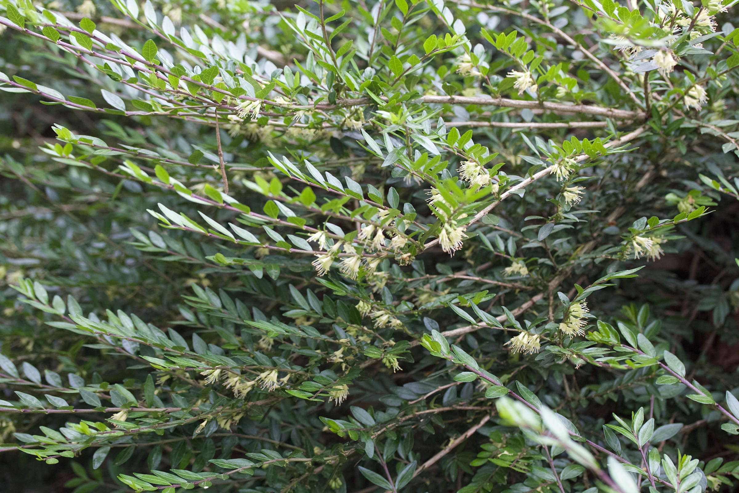 Afficher le média lonicera_pileata1md lonicera_pileata1md