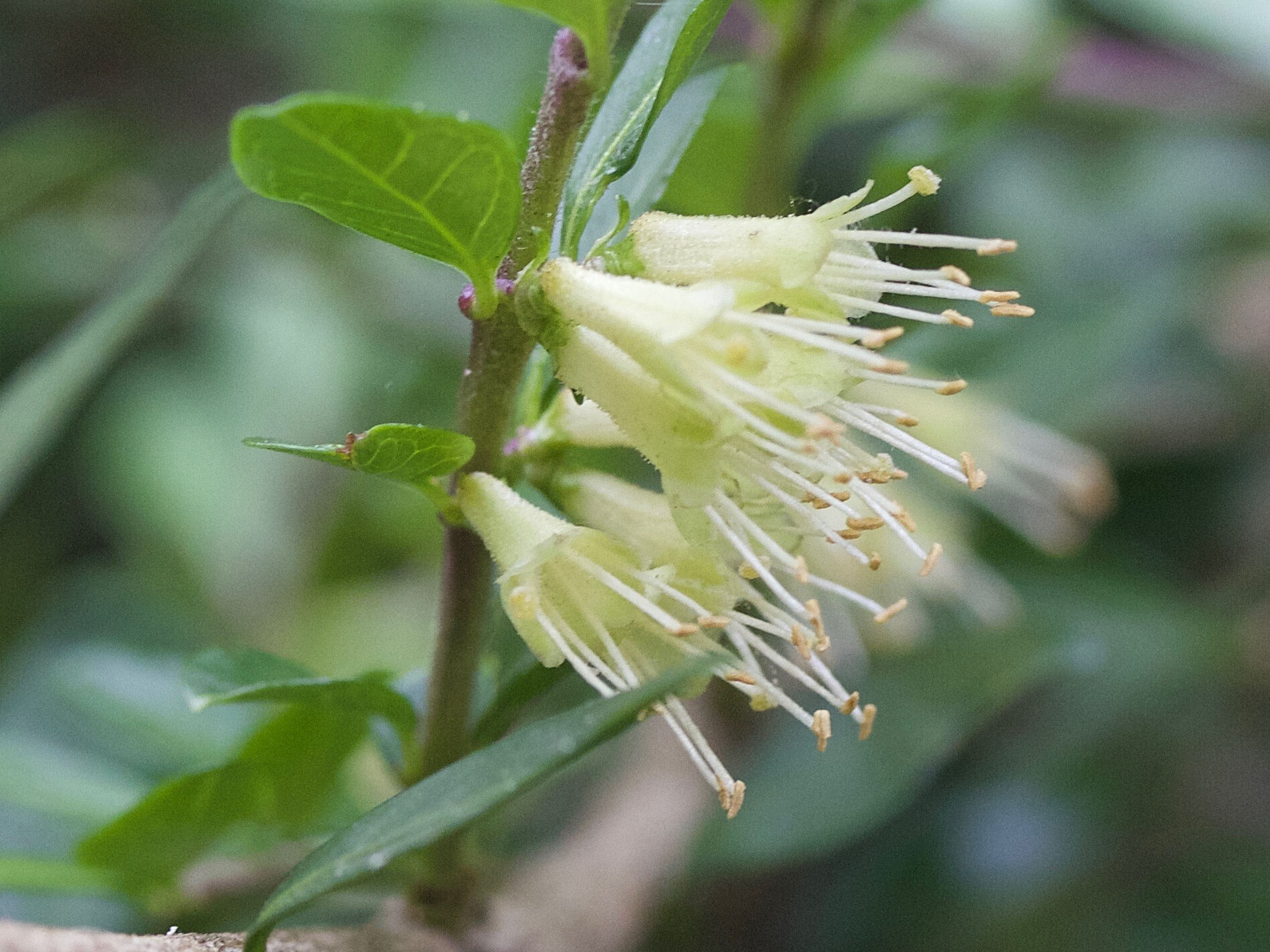 Afficher le média lonicera_pileata2md lonicera_pileata2md