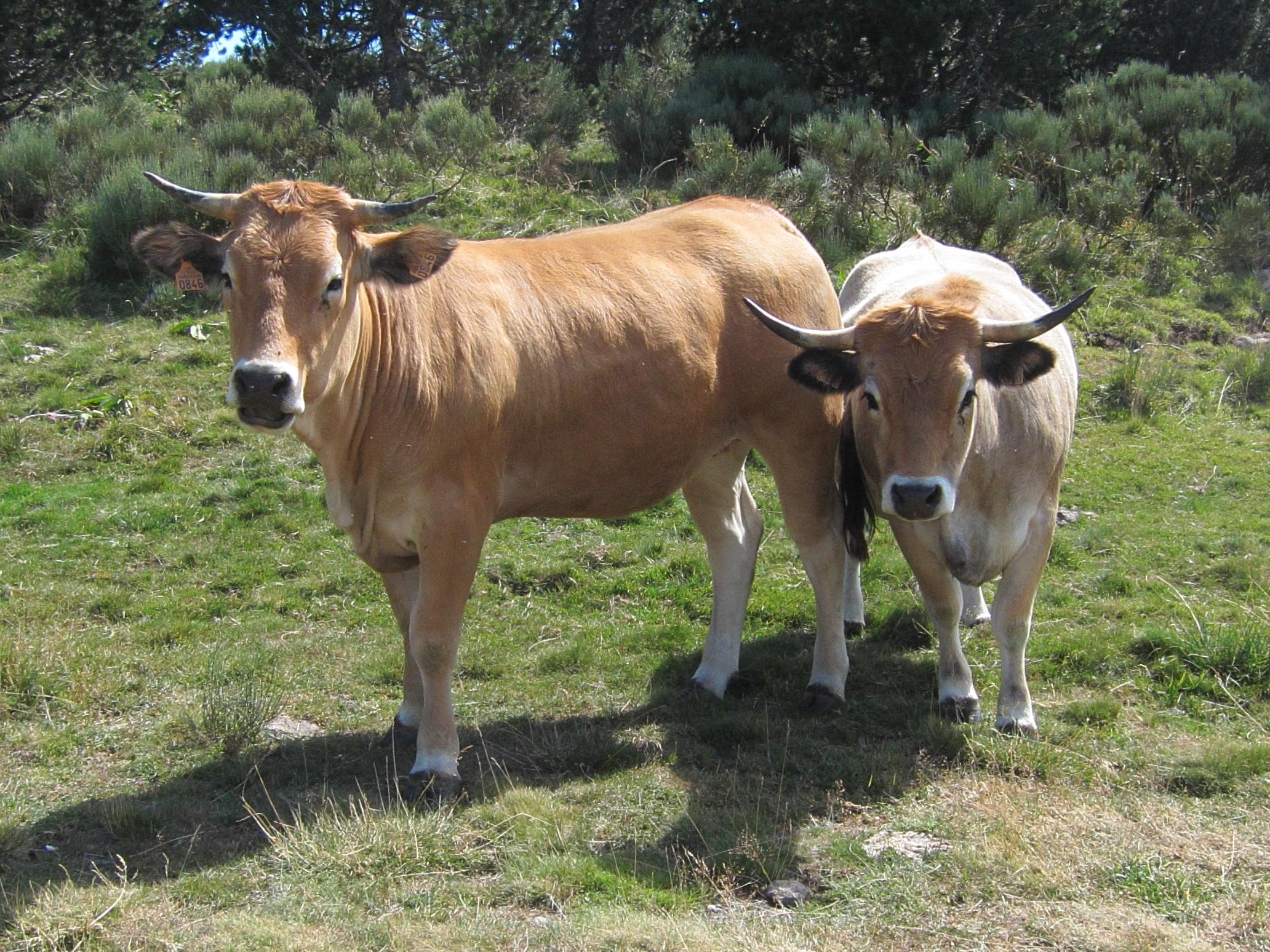 bos_taurus_aubrac4bd