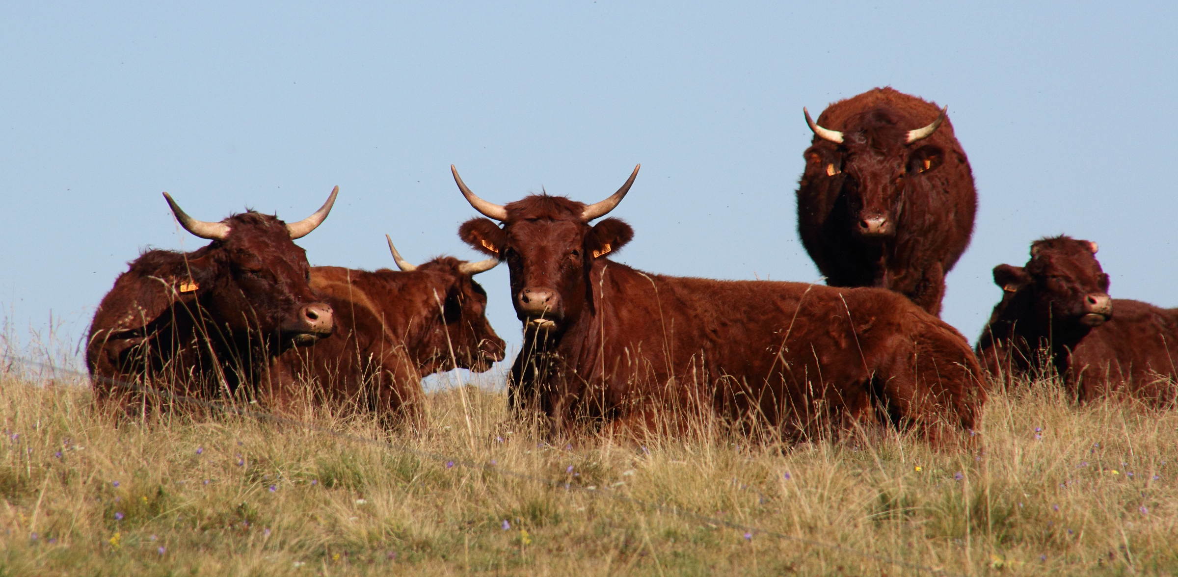 bos_taurus_salers3md