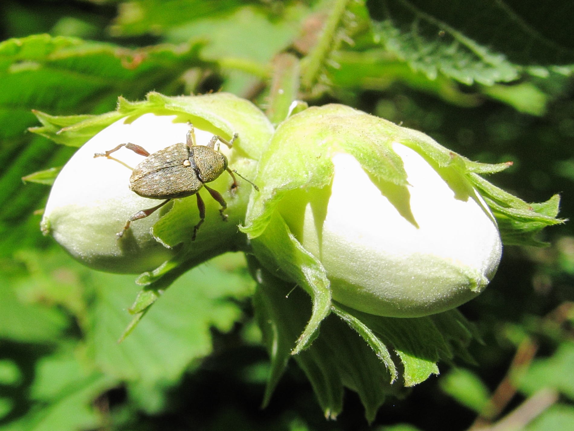 Afficher le média curculio_nucum4bd curculio_nucum4bd