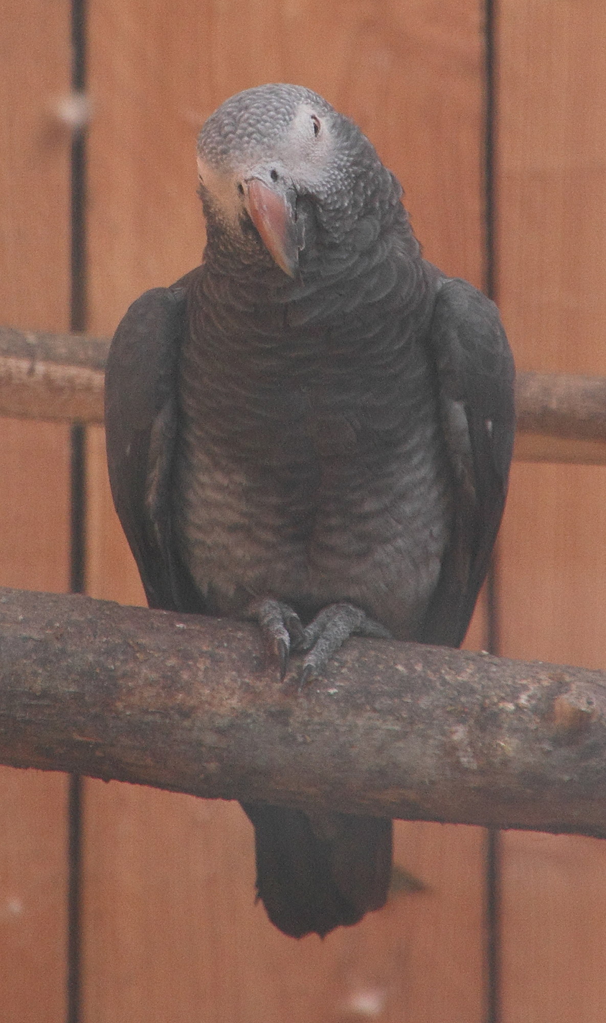 Afficher le média gris_de_timneh_-_psittacus_erythacus_timneh2md gris_de_timneh_-_psittacus_erythacus_timneh2md