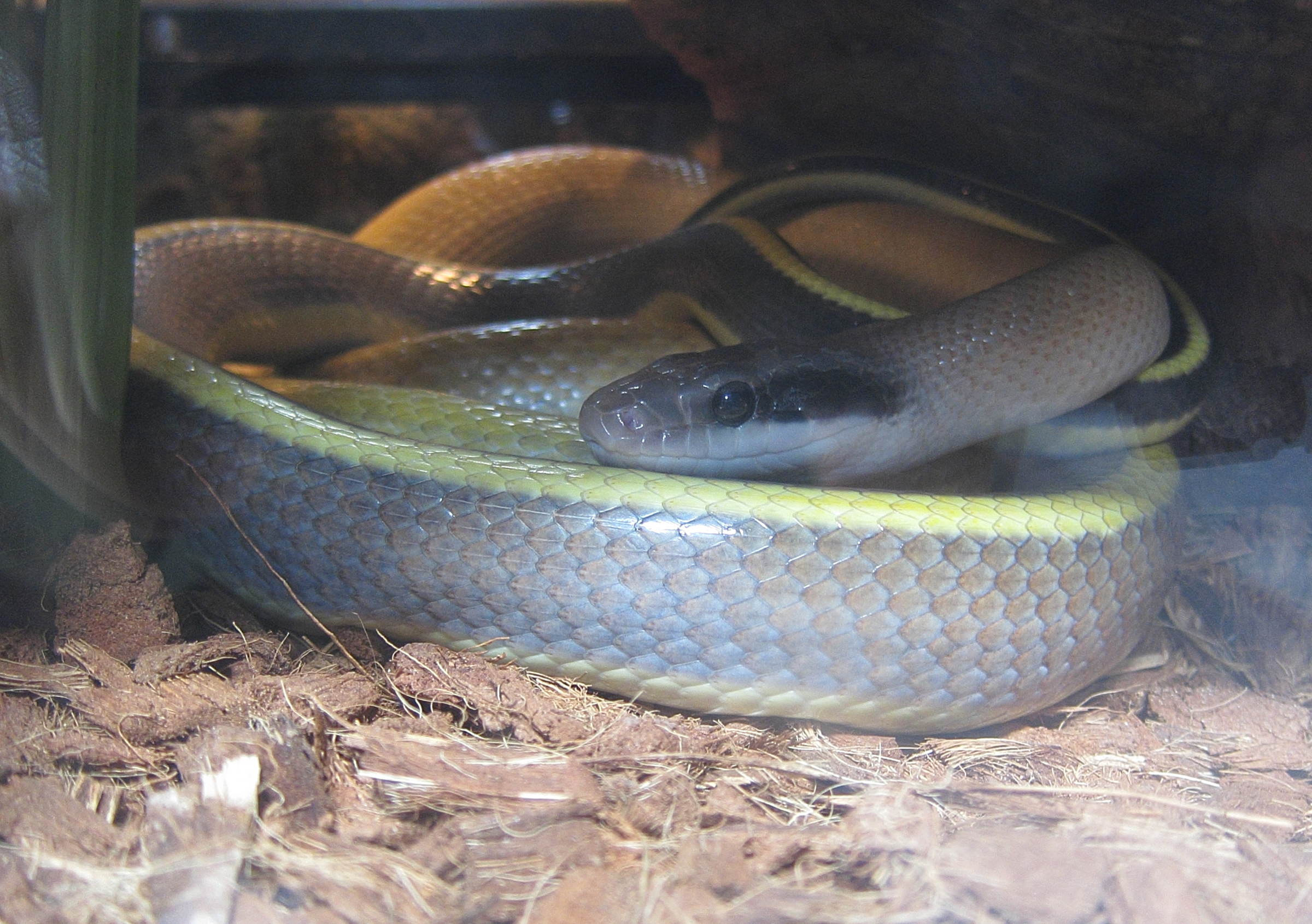 Afficher le média orthriophys_taeniurus_ridleyi1bd orthriophys_taeniurus_ridleyi1bd