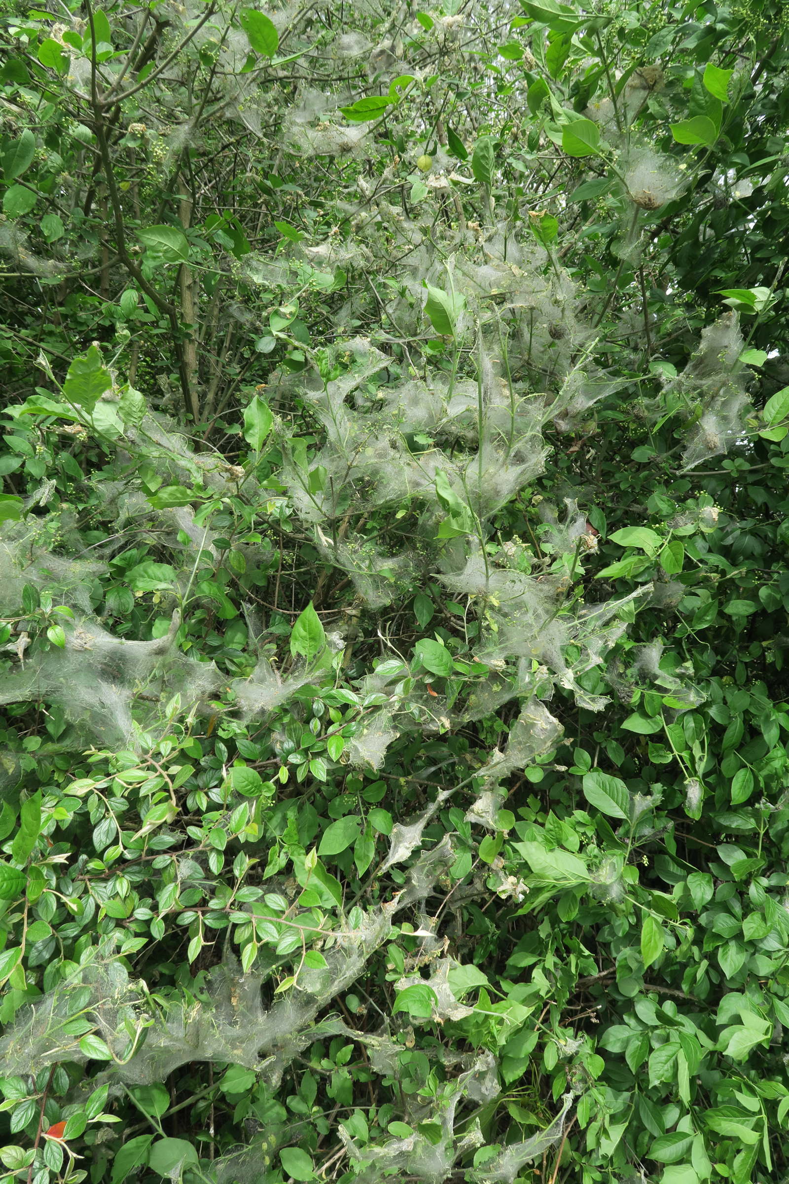 yponomeuta_cagnagellamd