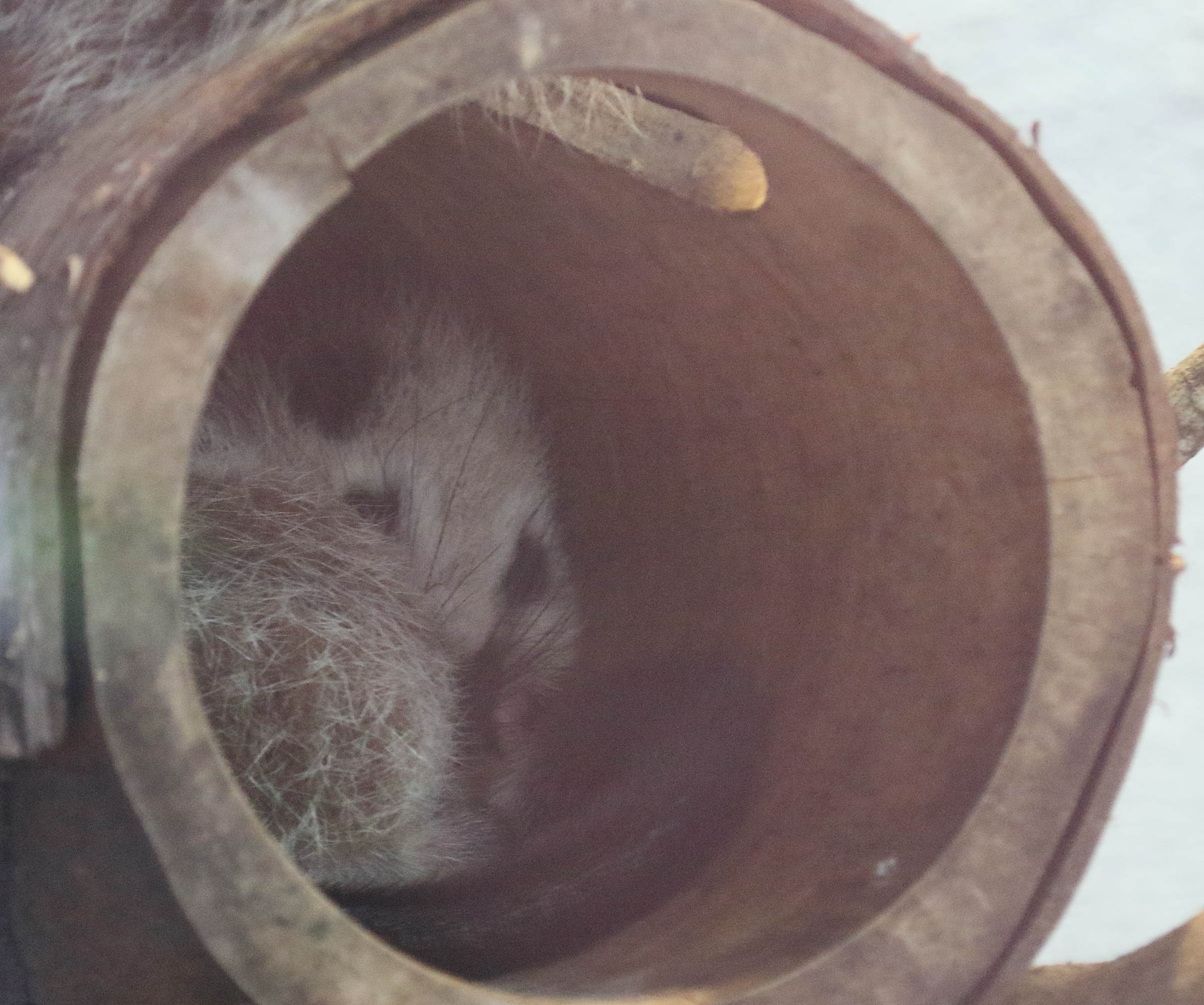 phloeomys_pallidus1bd