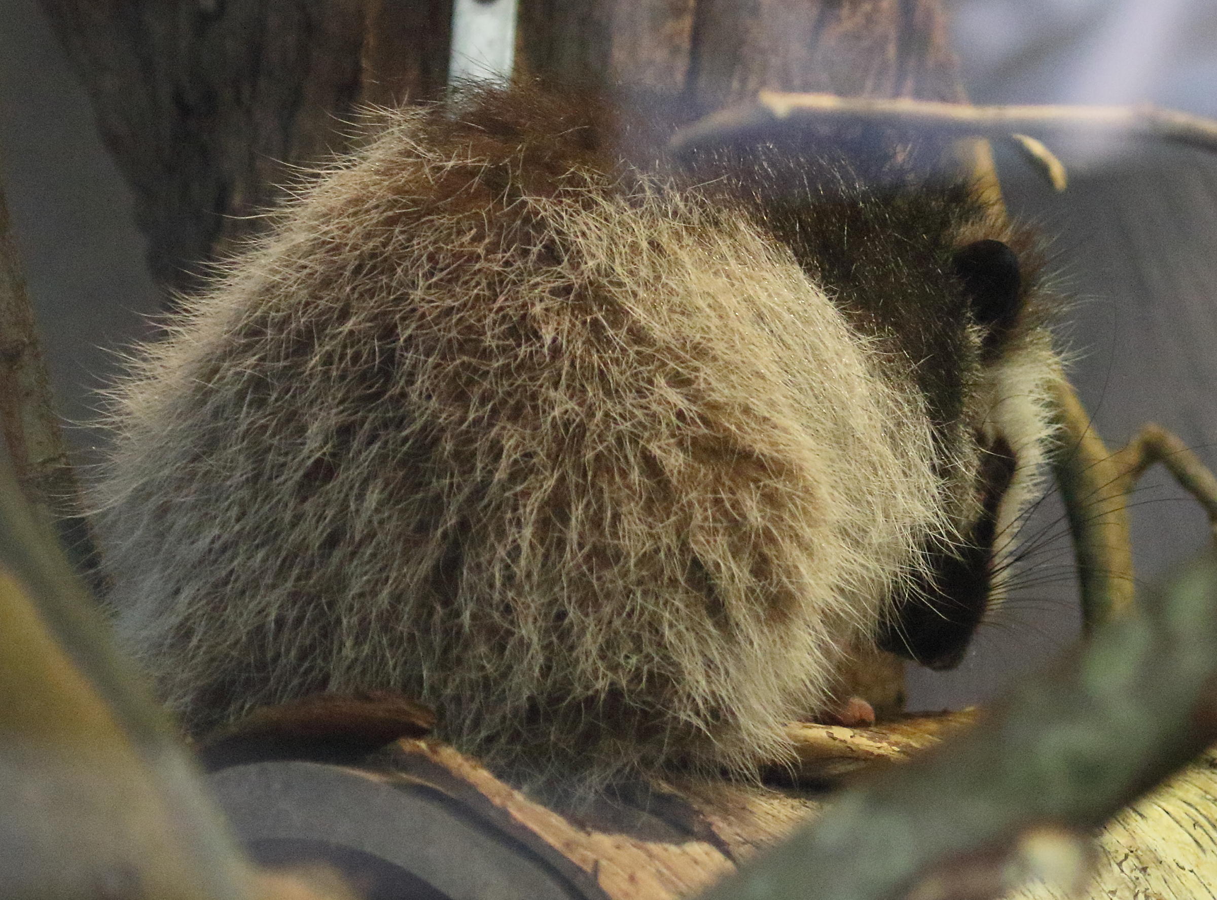 phloeomys_pallidus2bd