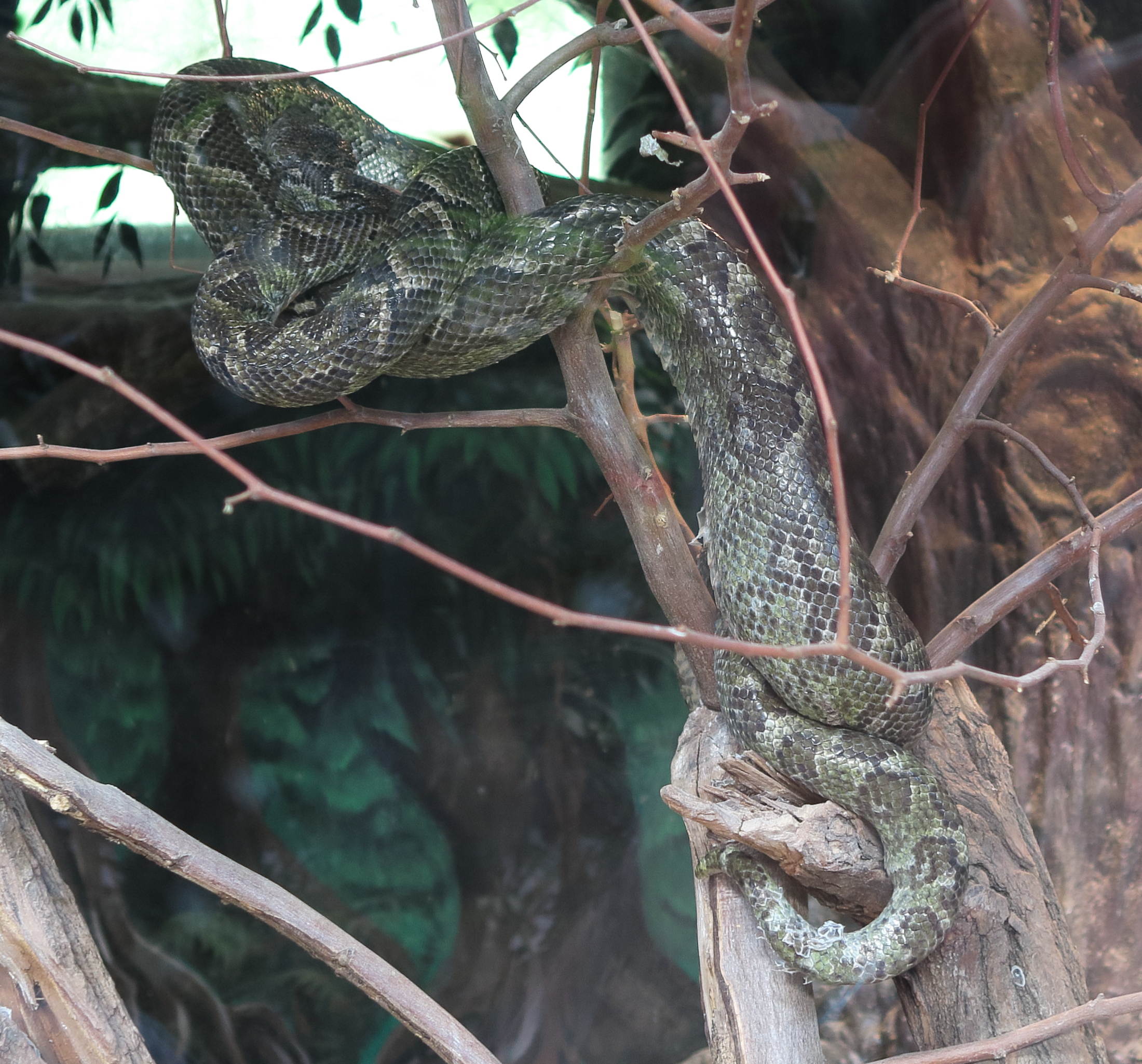 Afficher le média sanzinia_madagascariensis1md sanzinia_madagascariensis1md