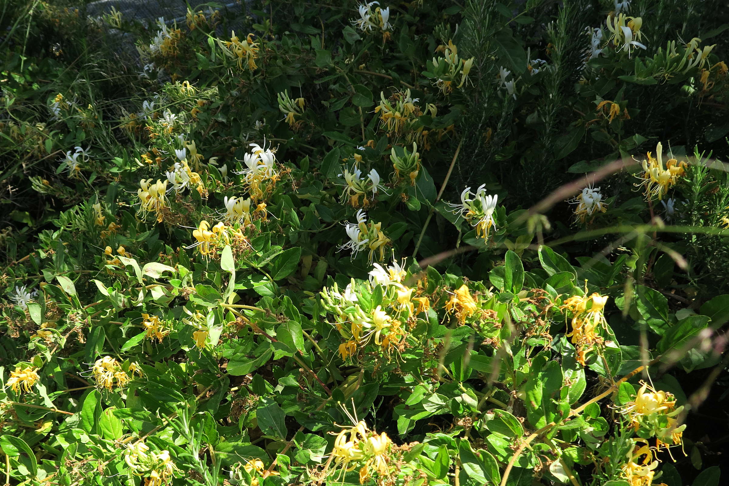 lonicera_japonica3md