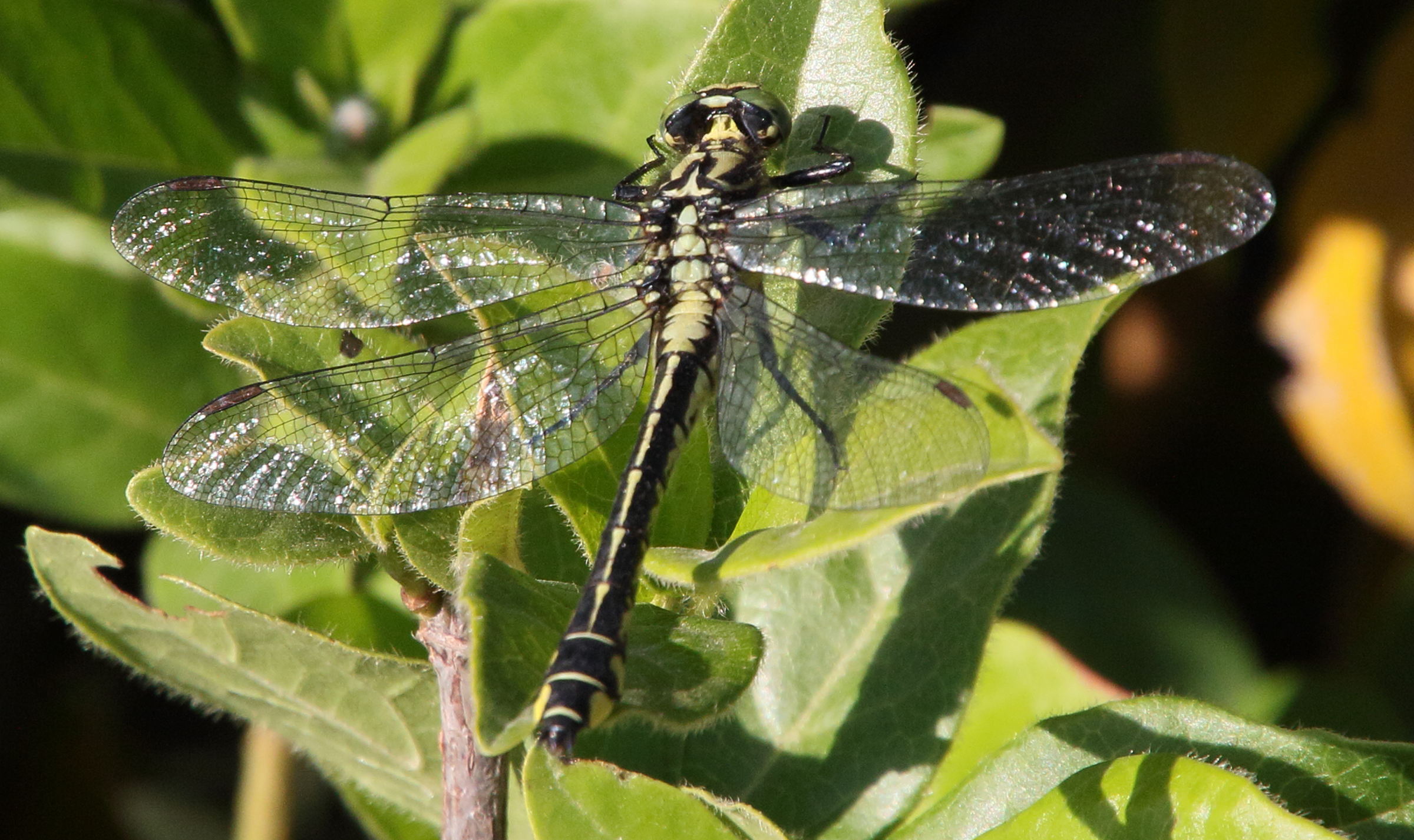 gomphus_schneiderii1bd