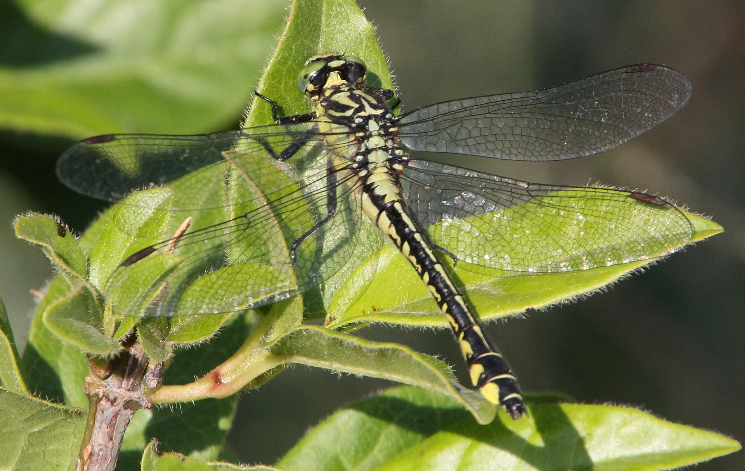 gomphus_schneiderii2bd