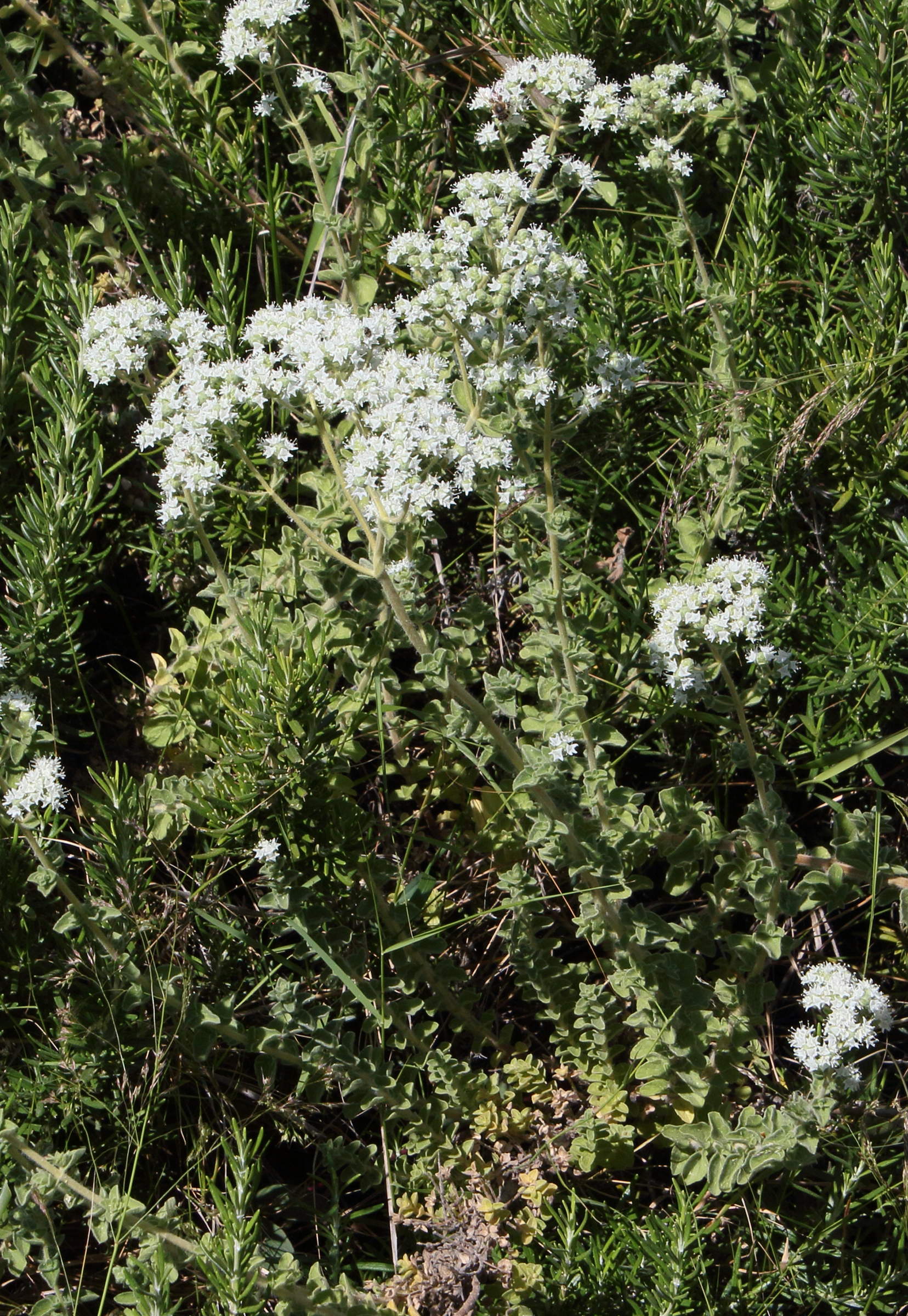 Afficher le média origanum_onites1bd origanum_onites1bd