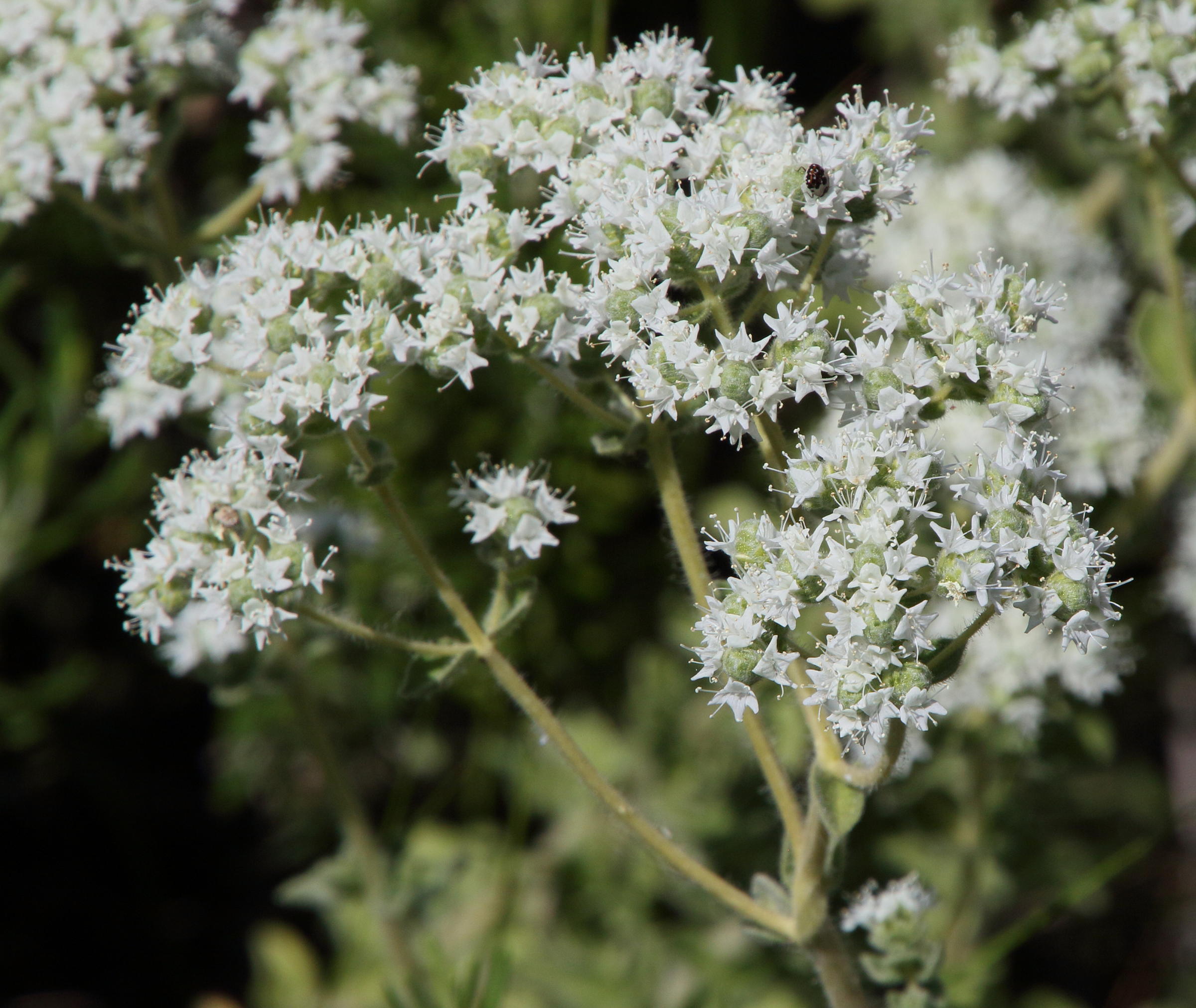 Afficher le média origanum_onites2bd origanum_onites2bd