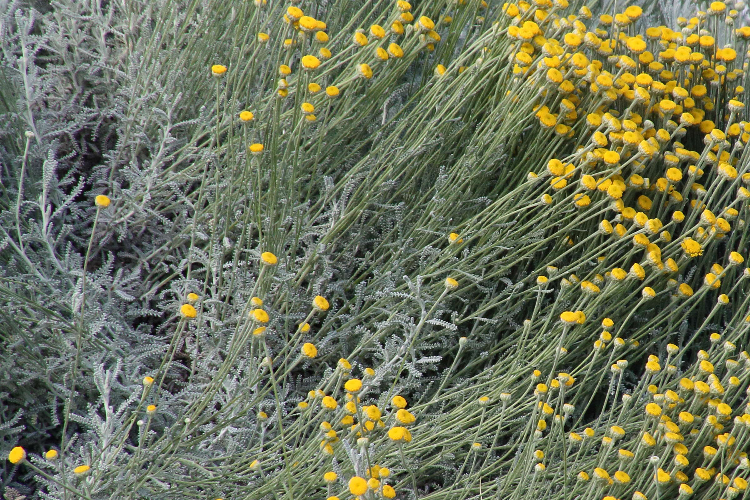 santolina_chamaecyparissus6bd