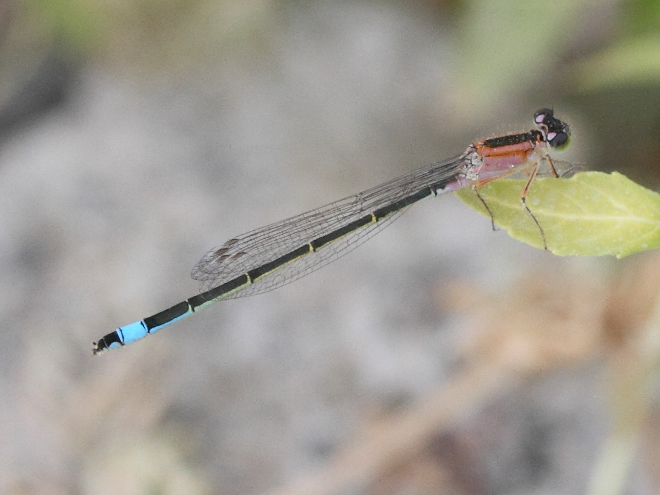 ischnura_elegans11md