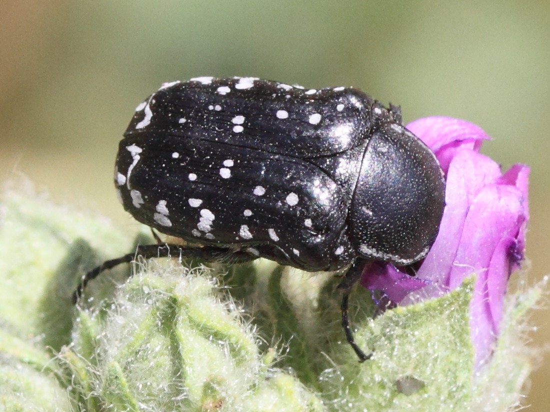 oxythyrea_cinctella2md