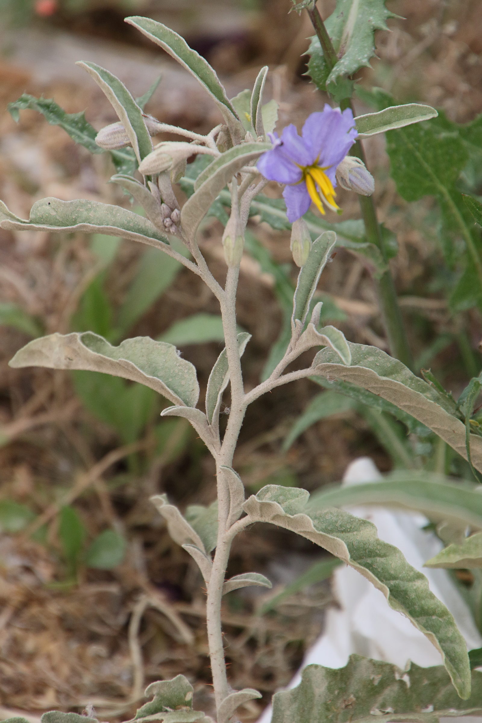 solanum_elaeagnifolium1bd