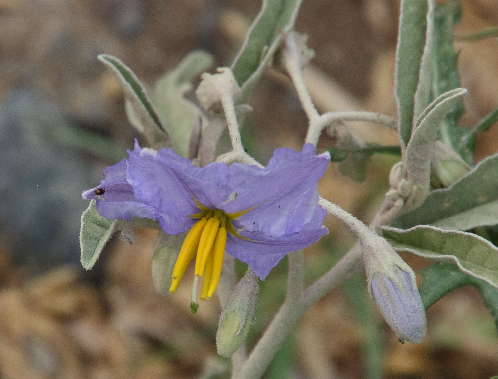 solanum_elaeagnifolium2bd