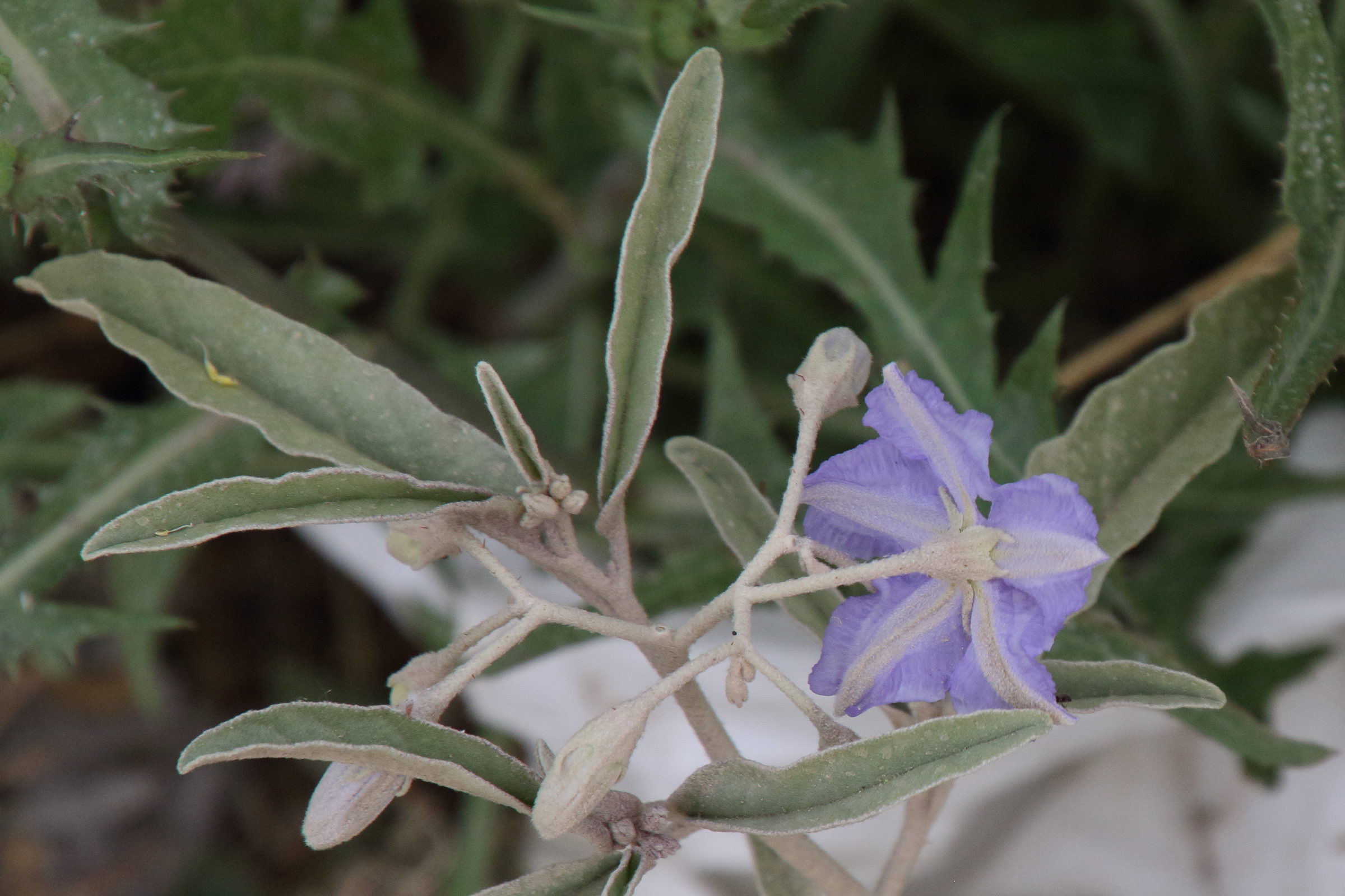 solanum_elaeagnifolium3bd